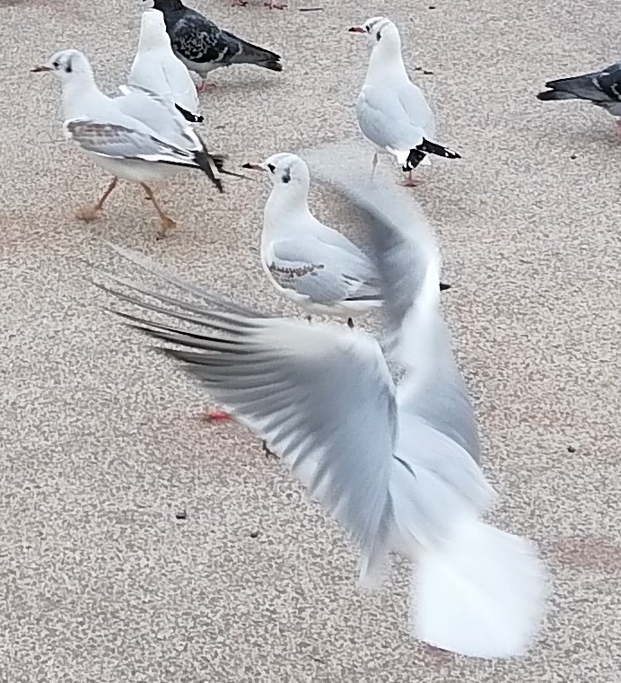 pimg-srchttpsiforum-dechihonorcomfrdataimages202121450803bb4-99b1-4a82