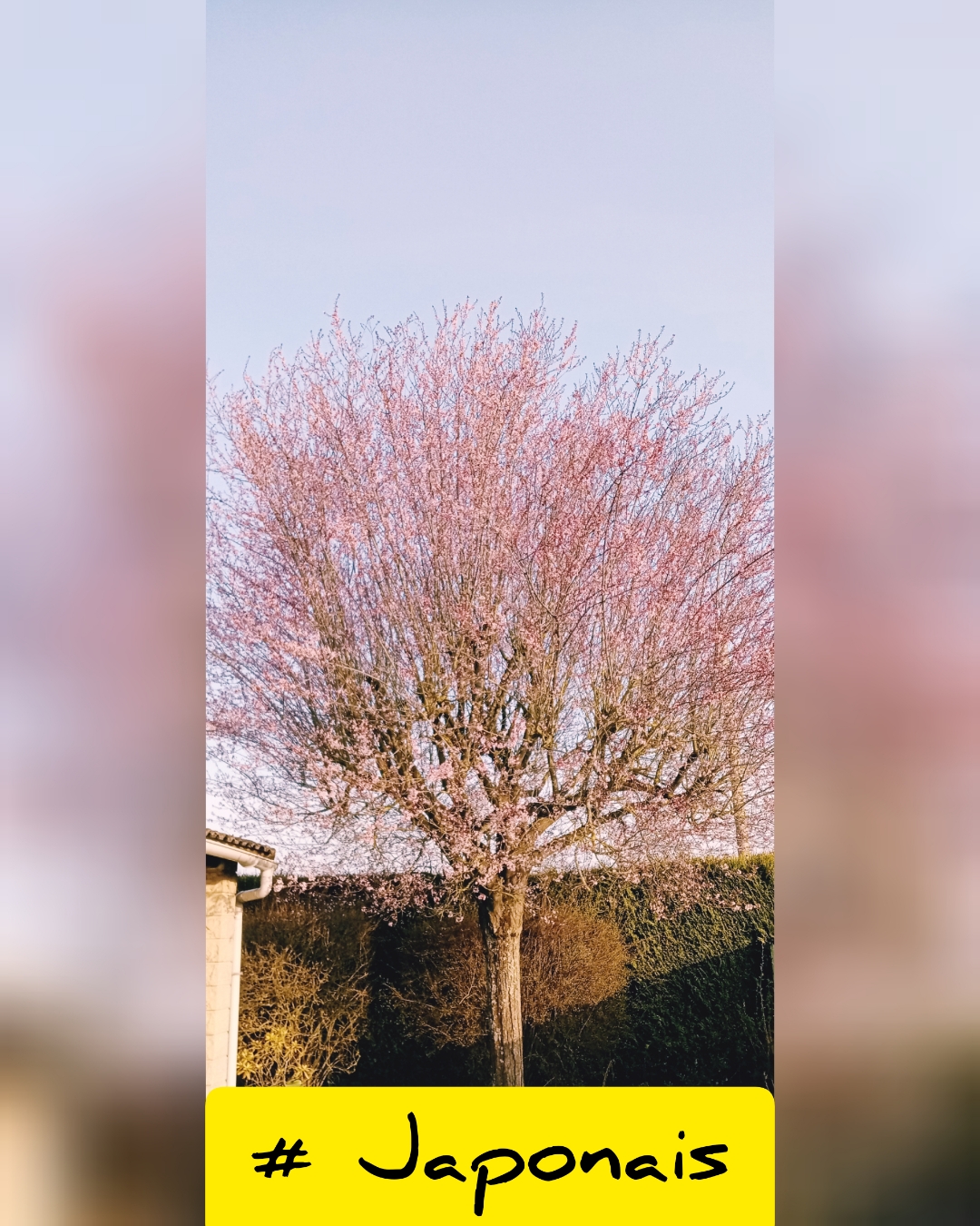 pimg-srchttpsiforum-dechihonorcomfrdataimages202139481d015a-abcd-44b7