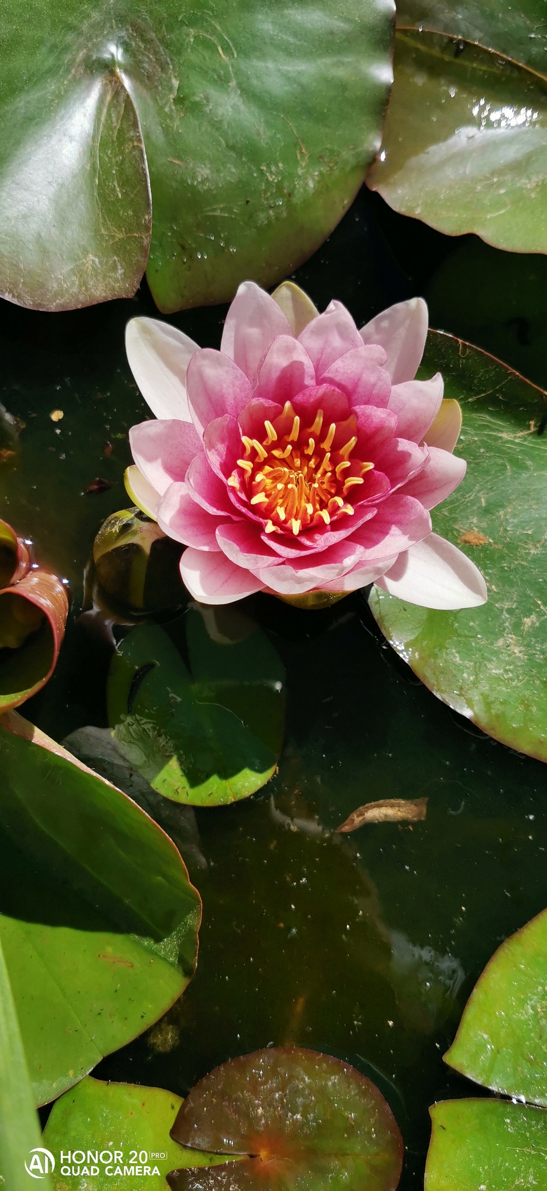 pNouvelle-semaine-nouvelle-sélection-de-photos-Comme-chaque-fois-vous