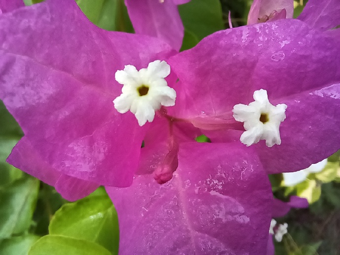 pBonjour-ppbrppHonor-va-nous-proposer-dici-peu-le-Honor-X20-SE