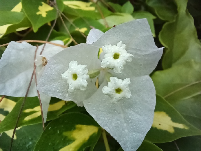 pBonjour-ppbrppHonor-va-nous-proposer-dici-peu-le-Honor-X20-SE