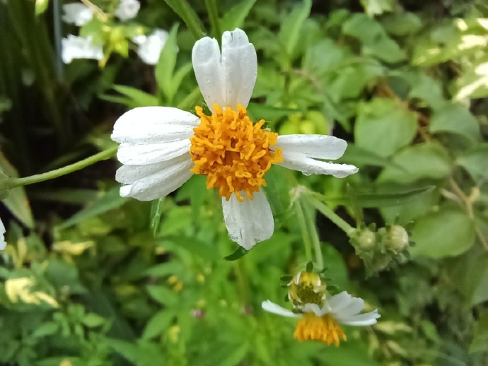 pBonjour-ppbrppHonor-va-nous-proposer-dici-peu-le-Honor-X20-SE