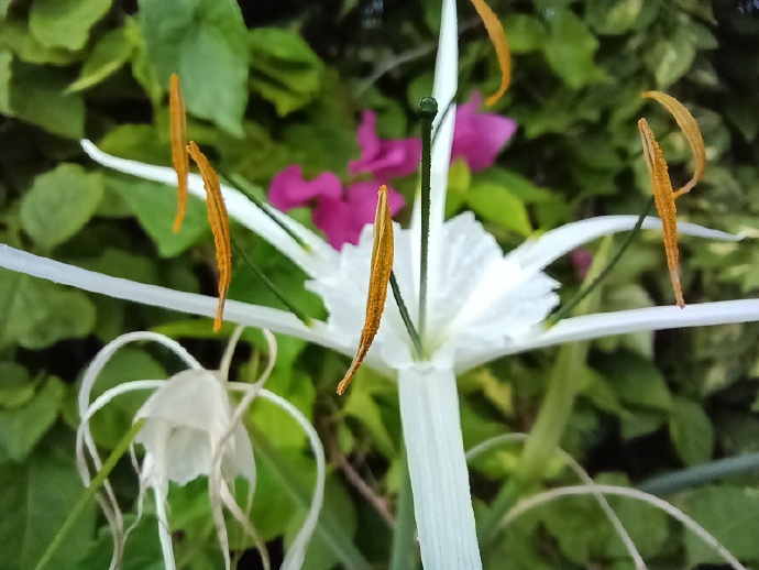 pBonjour-ppbrppHonor-va-nous-proposer-dici-peu-le-Honor-X20-SE