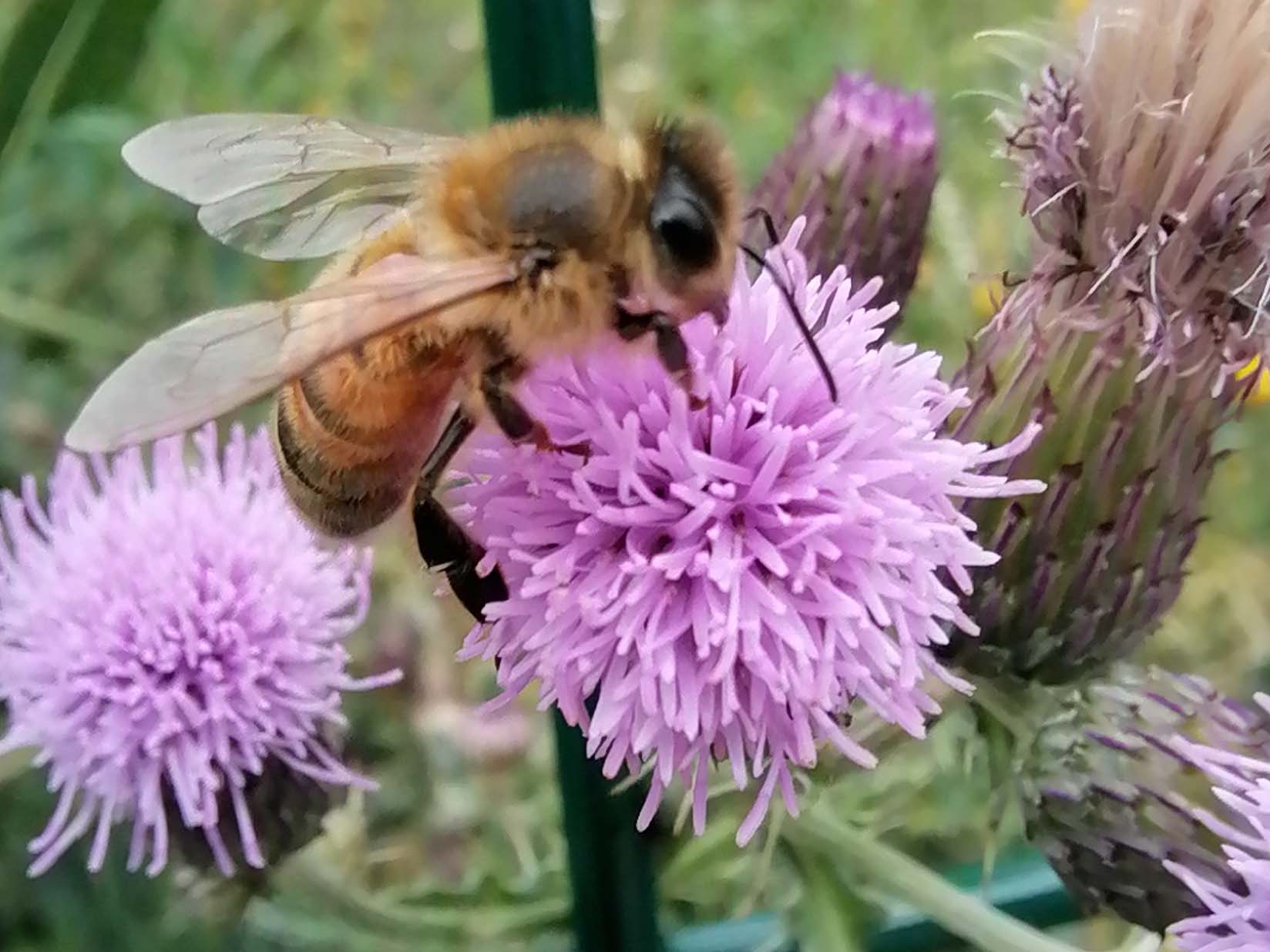 pimg-srchttpsiforum-dechihonorcomfrdataimages2021715c8889f34-3bf7-4251