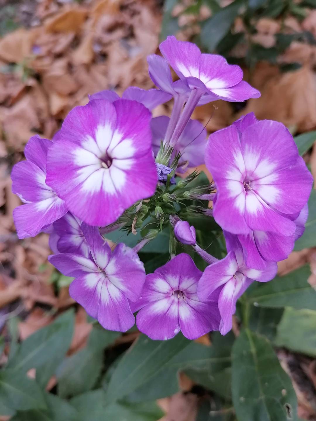 pChers-fansppbrppLa-semaine-dernière-vous-nous-avez-régalé-de-superbes