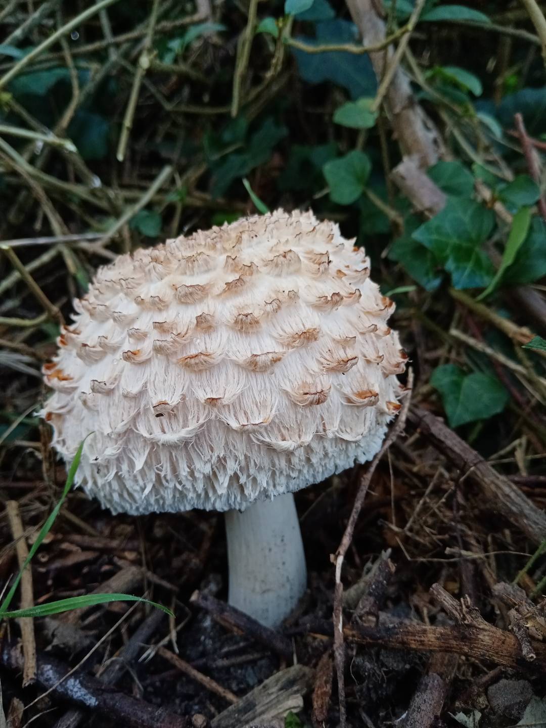 pChers-fansppbrppLa-semaine-dernière-vous-nous-avez-régalé-de-superbes