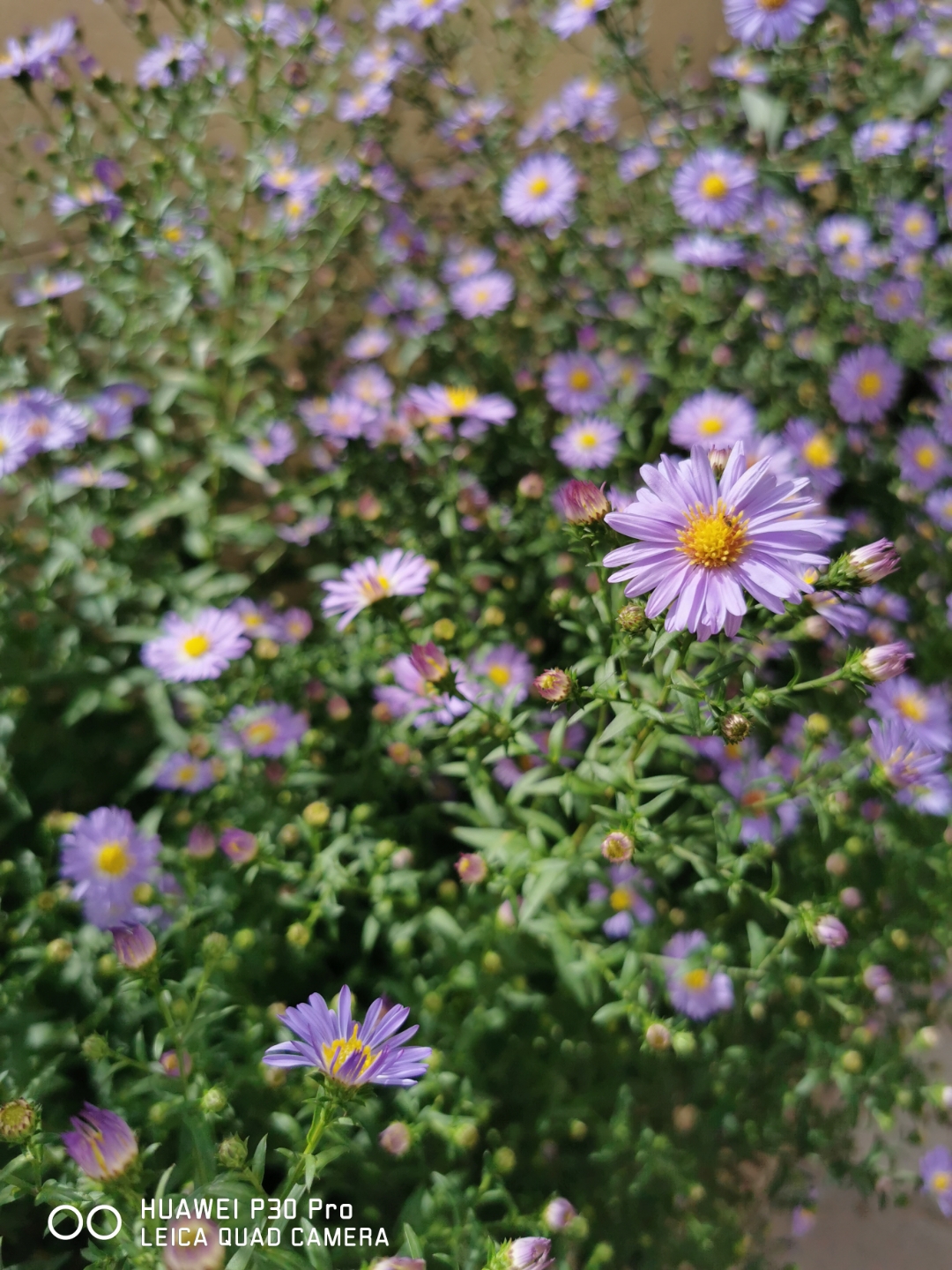 pimg-srchttpsiforum-dechihonorcomfrdataimages202192545910753-2ccb-484e