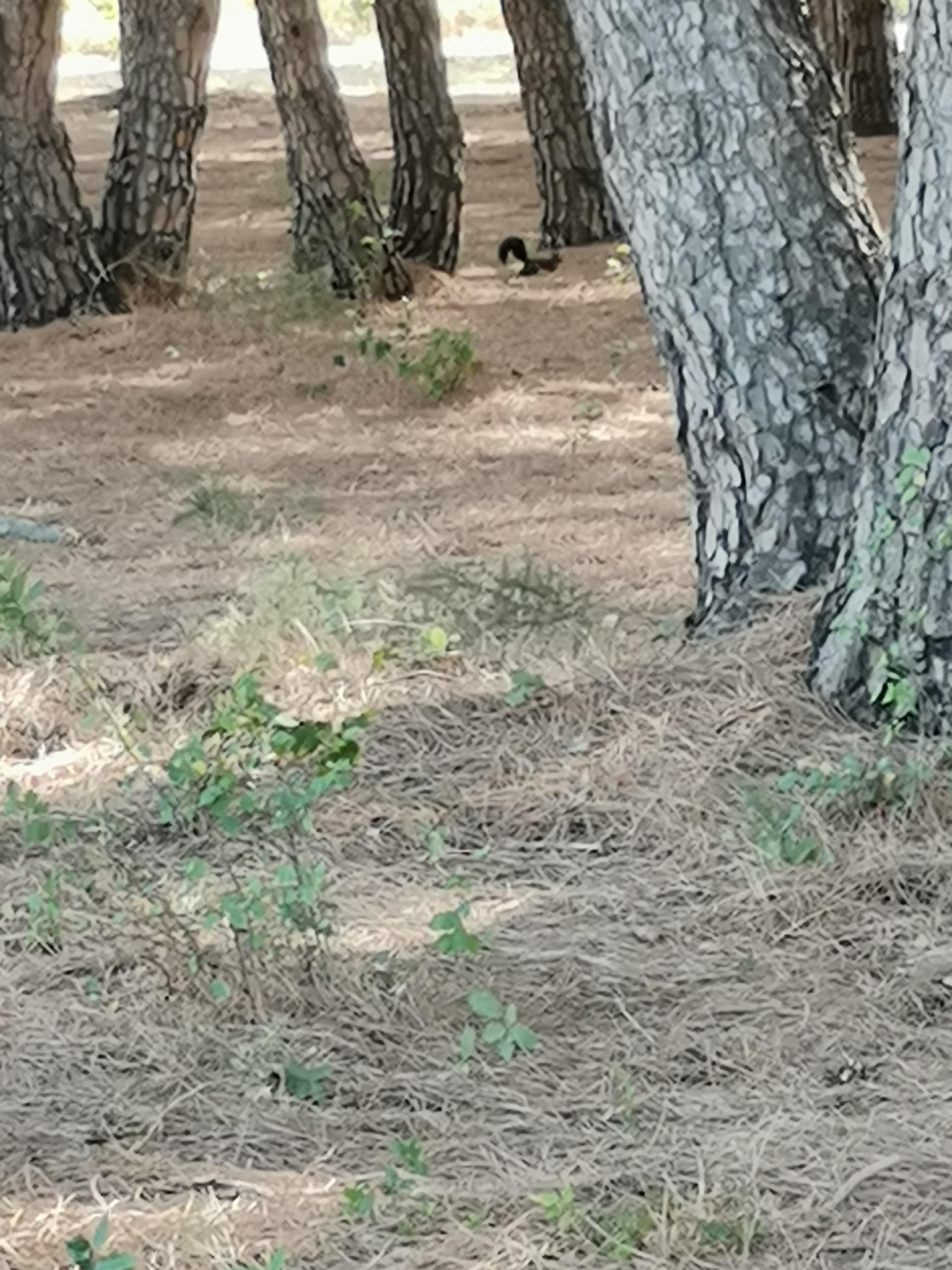 pimg-srchttpsiforum-dechihonorcomfrdataimages2021930c6a60d42-15b8-4bda