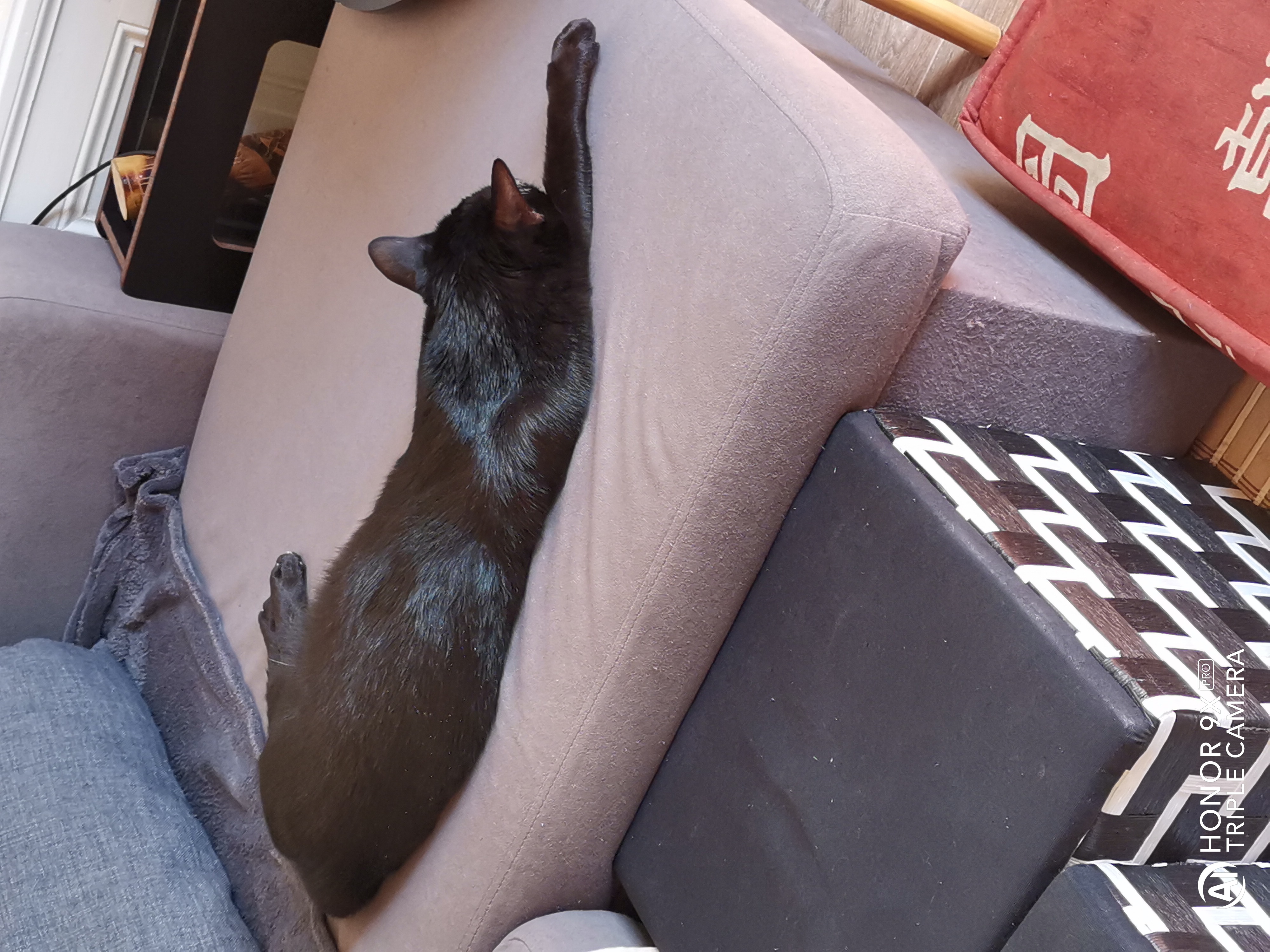 pQuand-ton-chat-a-décidé-de-se-mettre-exactement-là-où-tu-voulais