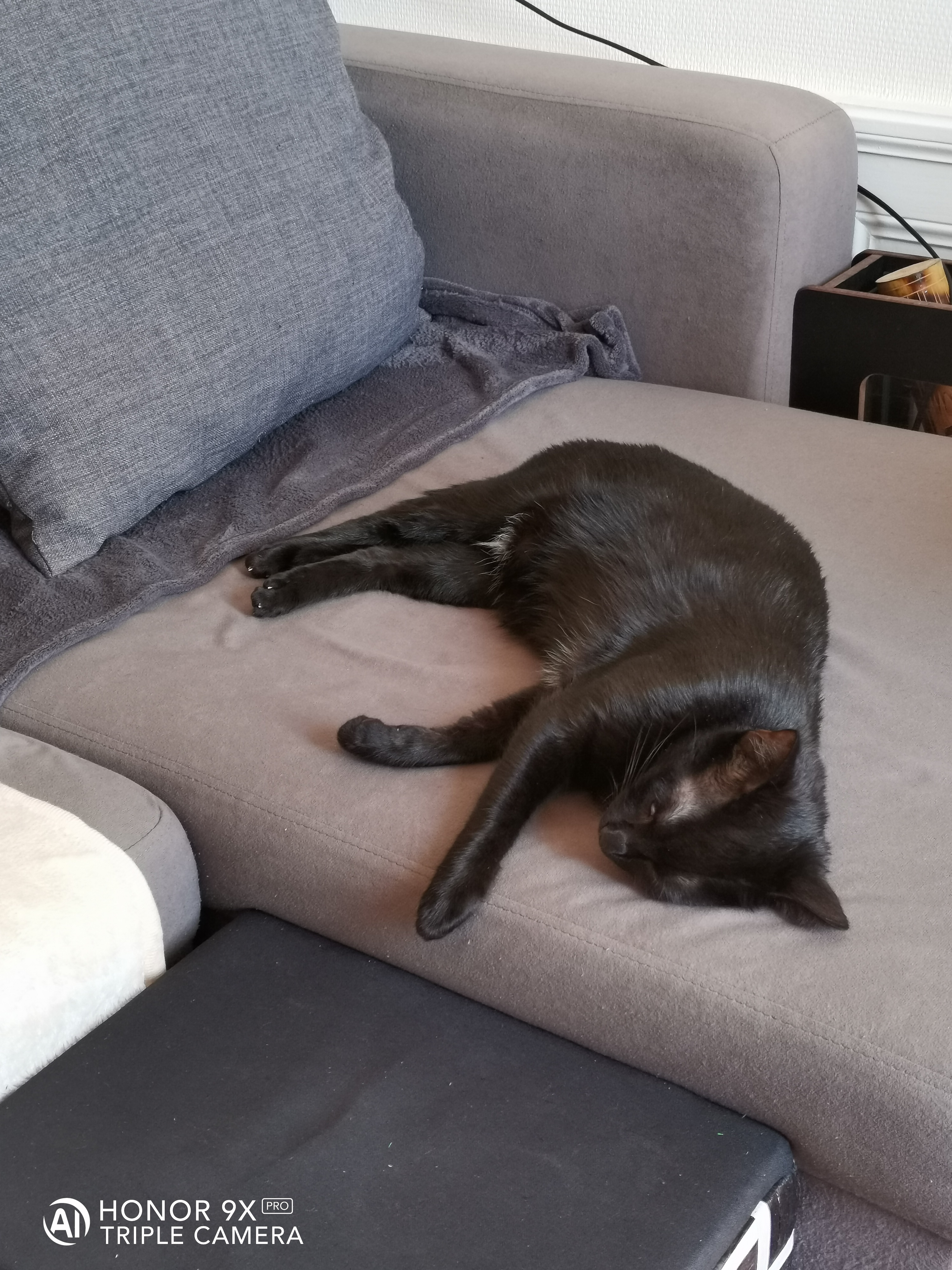 pQuand-ton-chat-a-décidé-de-se-mettre-exactement-là-où-tu-voulais