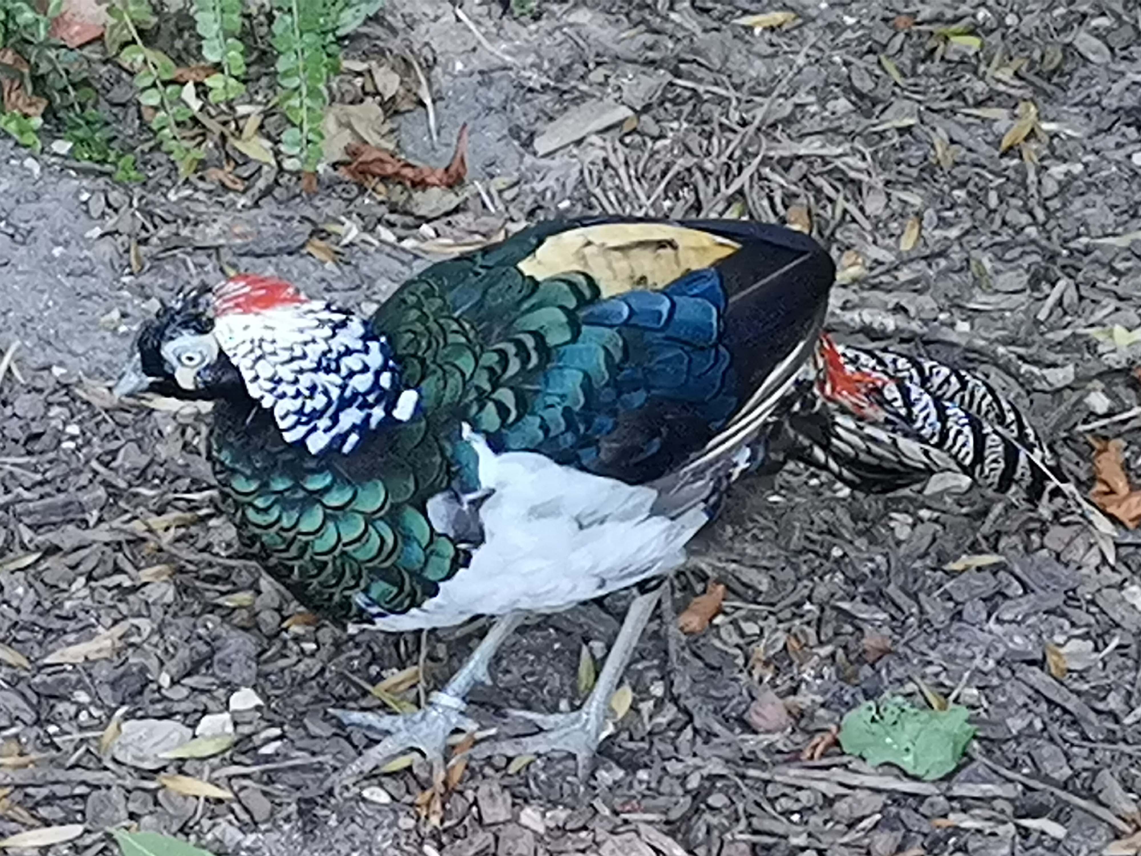 pimg-srchttpsiforum-dechihonorcomfrdataimages20219683c9fe3d-e04f-4b6d