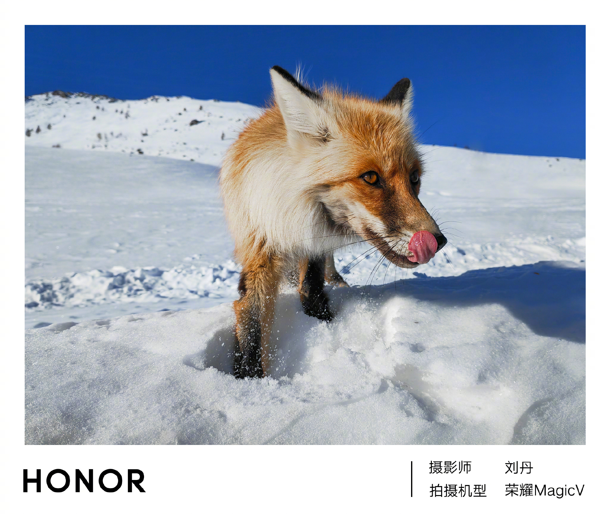 pBonjourppbrppbrppLe-Honor-Magic-v-a-été-la-vedette-hier-lors-de-la