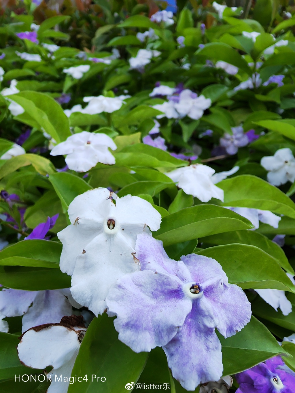 pspan-stylefont-size18pxBonjour-à-tous-les-fans-brbrLa-semaine