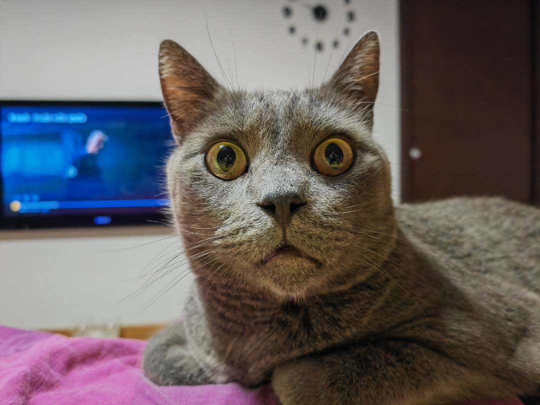 pimg-srchttpsiforum-dechihonorcomitdataimages10000202210121002dc70