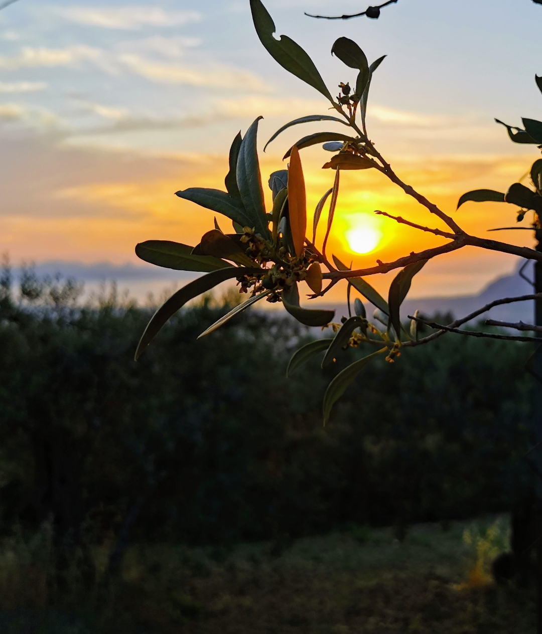 pimg-srchttpsiforum-dechihonorcomitdataimages100002022102216214e6b