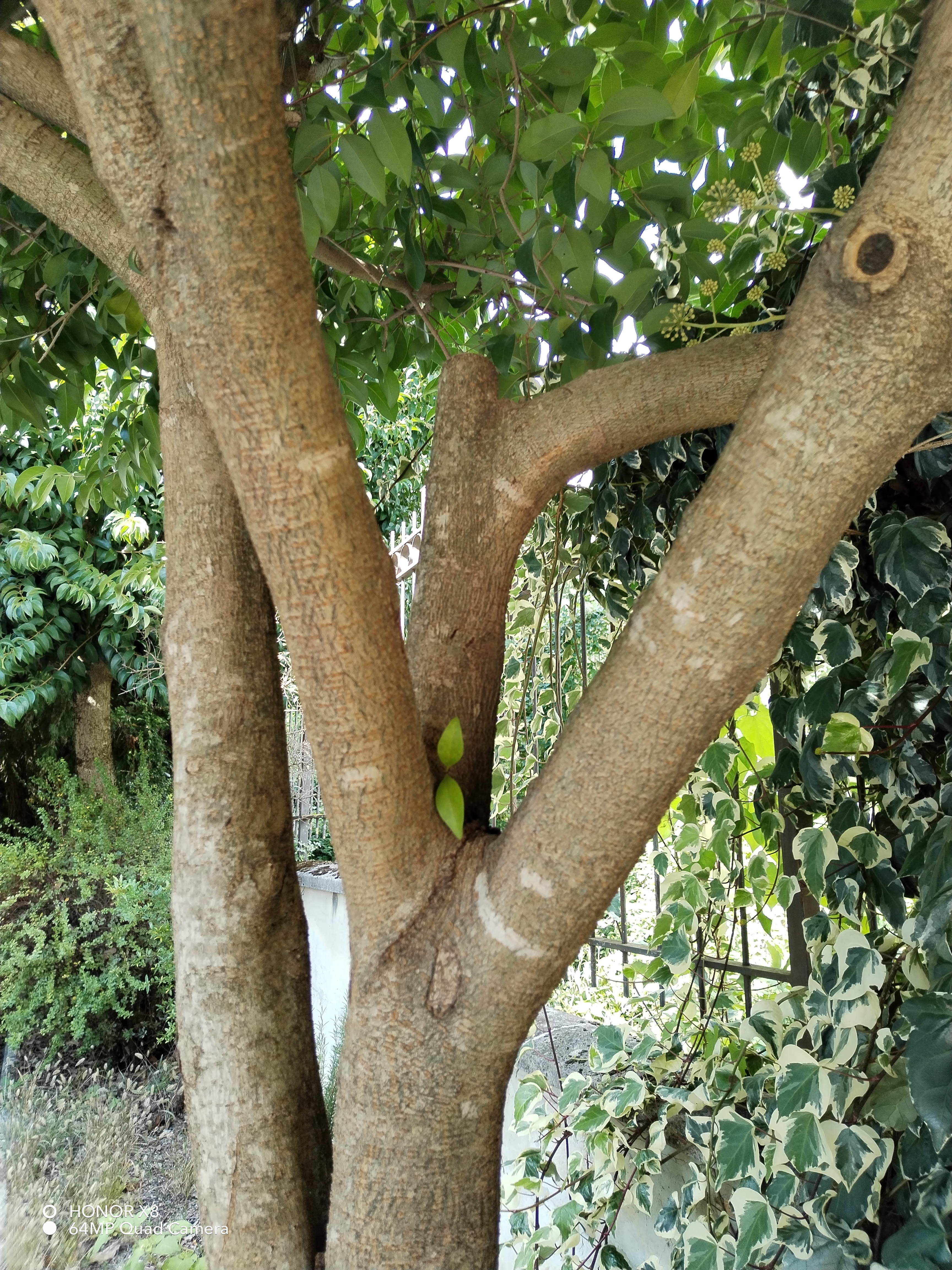 pstrongCiao-a-tutti-gli-honorfans-oggi-vi-voglio-parlare-di-Honor-X8-e