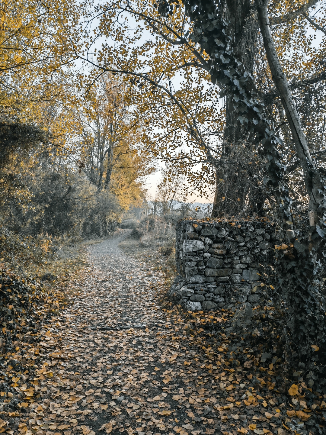 pimg-srchttpsiforum-dechihonorcomitdataimages1000020221121f85f7842