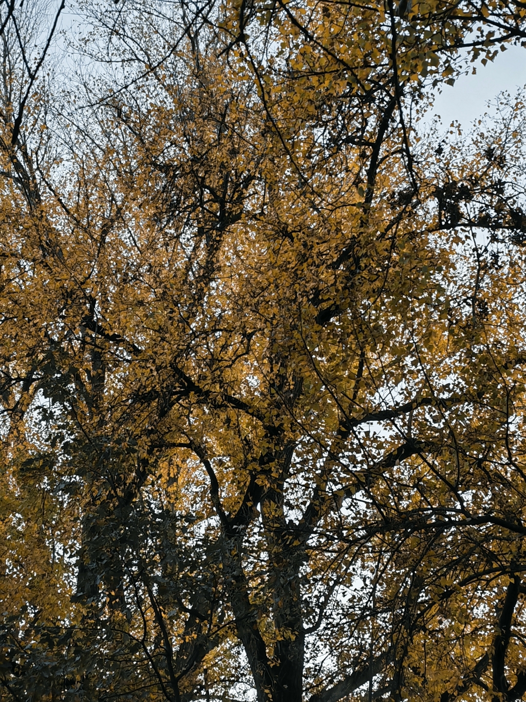 pimg-srchttpsiforum-dechihonorcomitdataimages1000020221121f85f7842