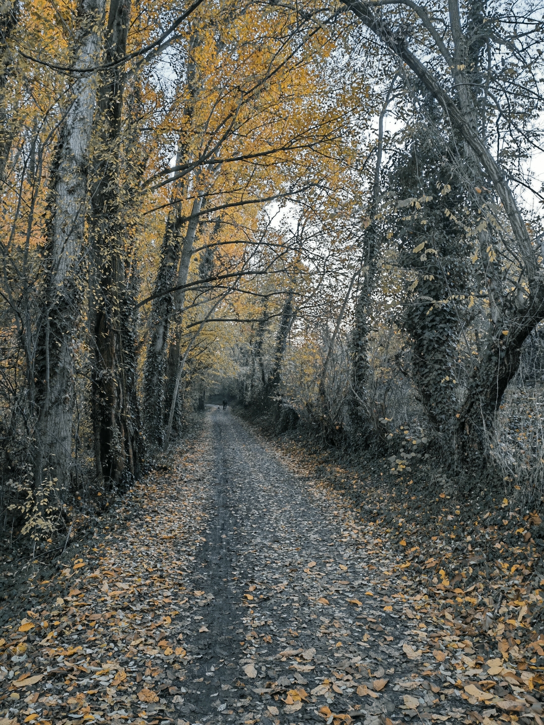 pimg-srchttpsiforum-dechihonorcomitdataimages1000020221121f85f7842