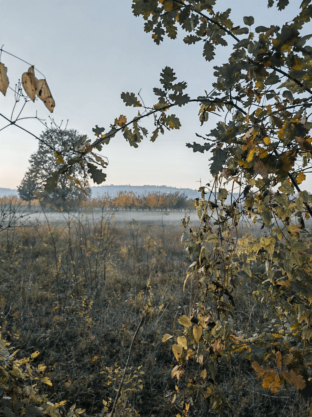 pimg-srchttpsiforum-dechihonorcomitdataimages1000020221121f85f7842