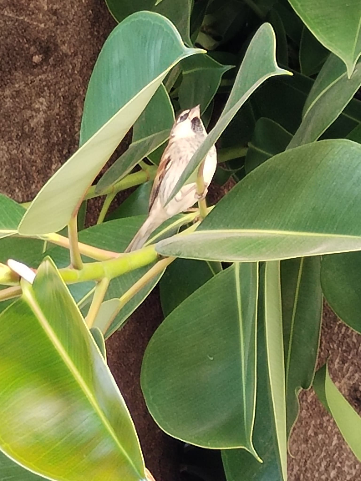 pBuonasera-HONORFANSnbspppultimamente-mi-diletto-con-la-em