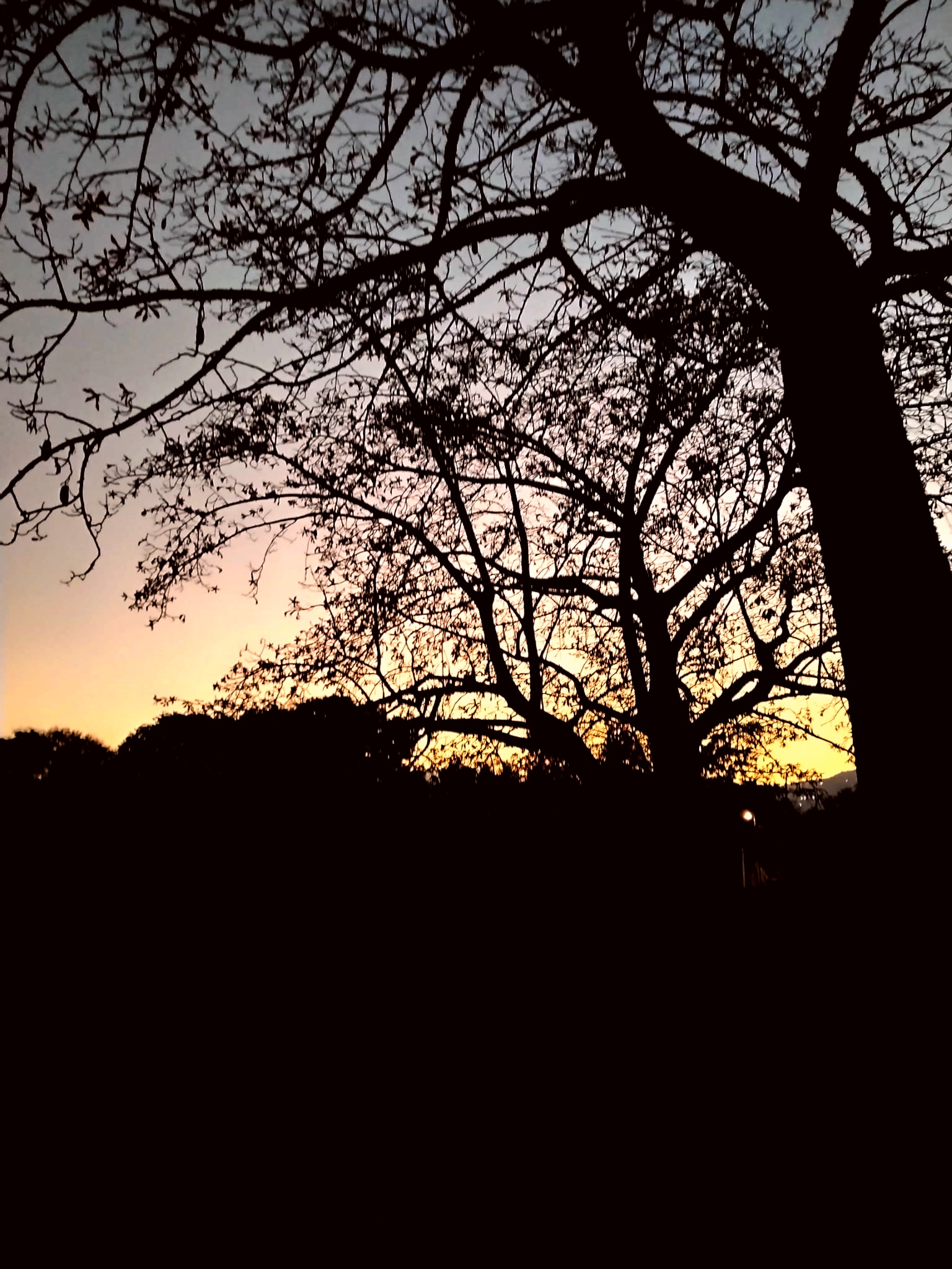 pBuonasera-HONORFANSnbspppultimamente-mi-diletto-con-la-em