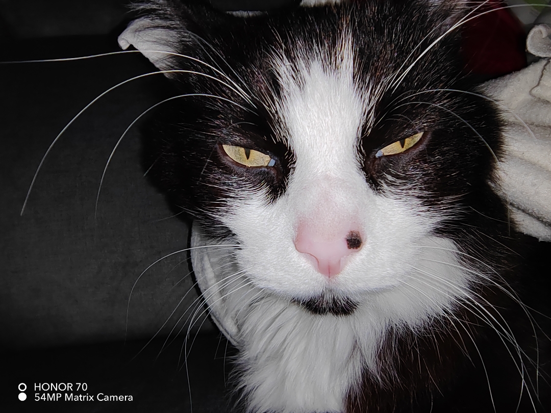 pimg-srchttpsiforum-dechihonorcomitdataimages100002022929a5e52c88-2e6c