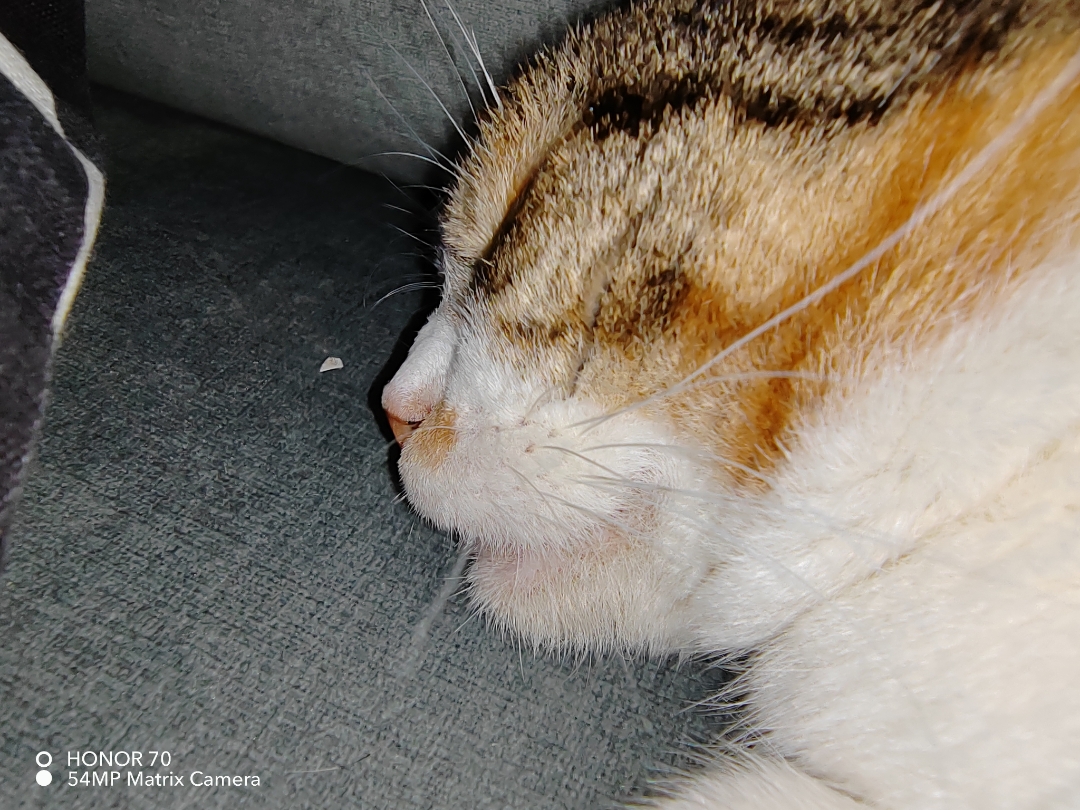 pimg-srchttpsiforum-dechihonorcomitdataimages100002022929a5e52c88-2e6c