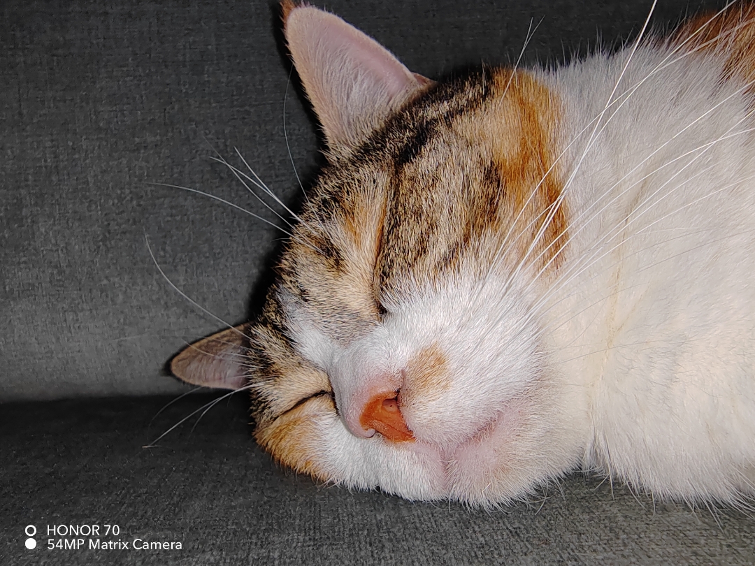 pimg-srchttpsiforum-dechihonorcomitdataimages100002022929a5e52c88-2e6c