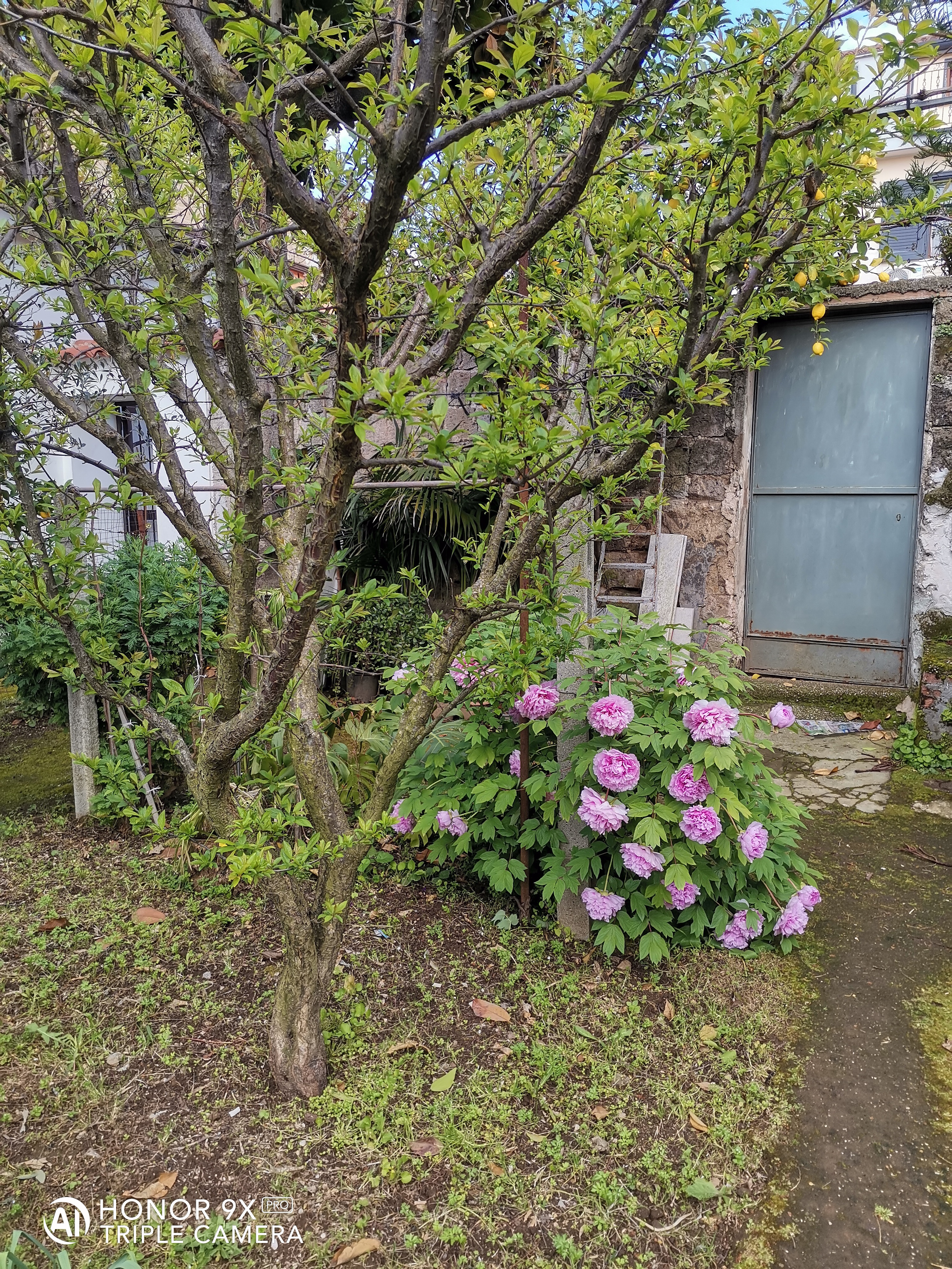 HONOR-9X-Pro-vs-HONOR-20-Scatti-a-confronto