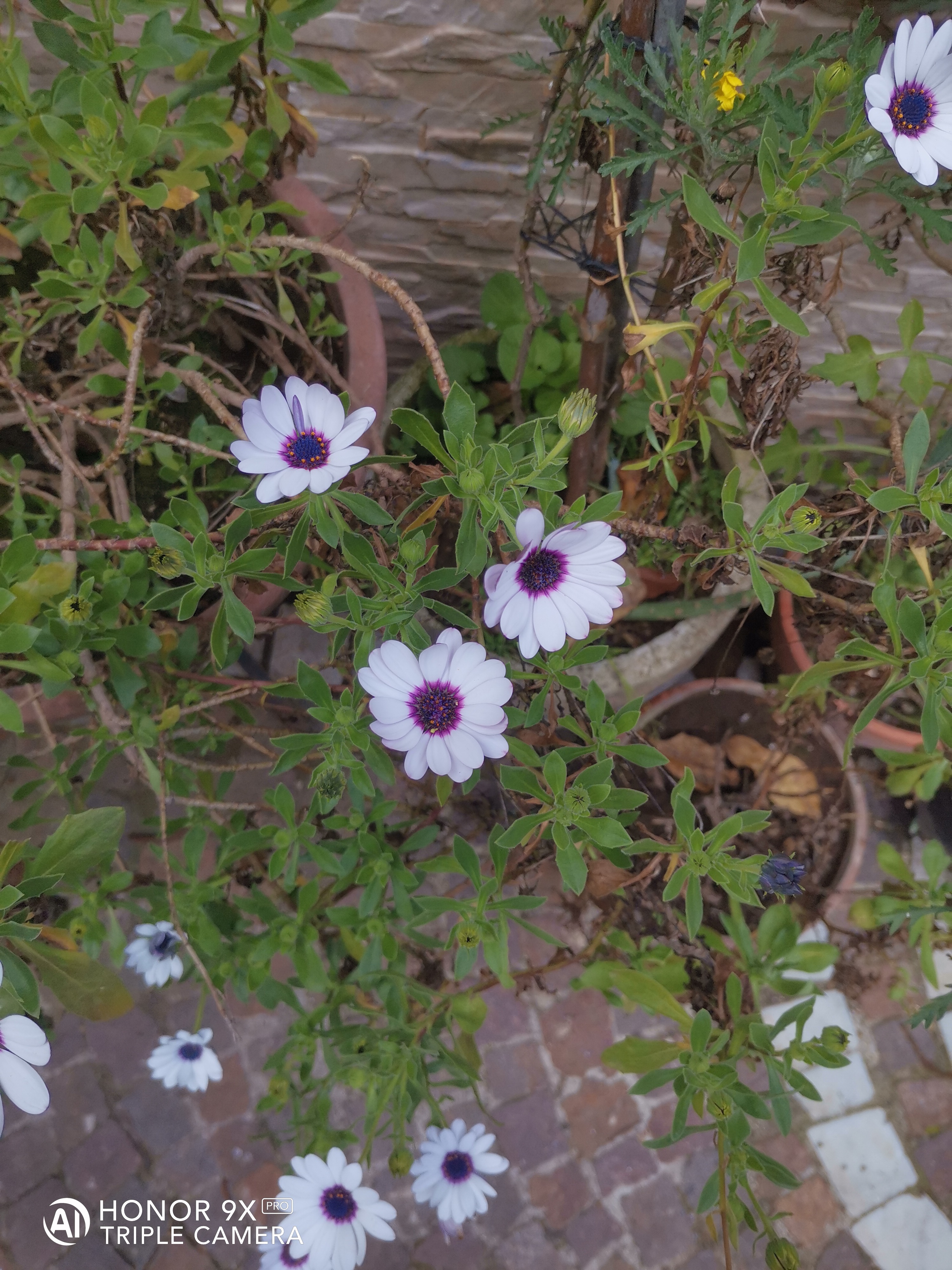 HONOR-9X-Pro-vs-HONOR-20-Scatti-a-confronto