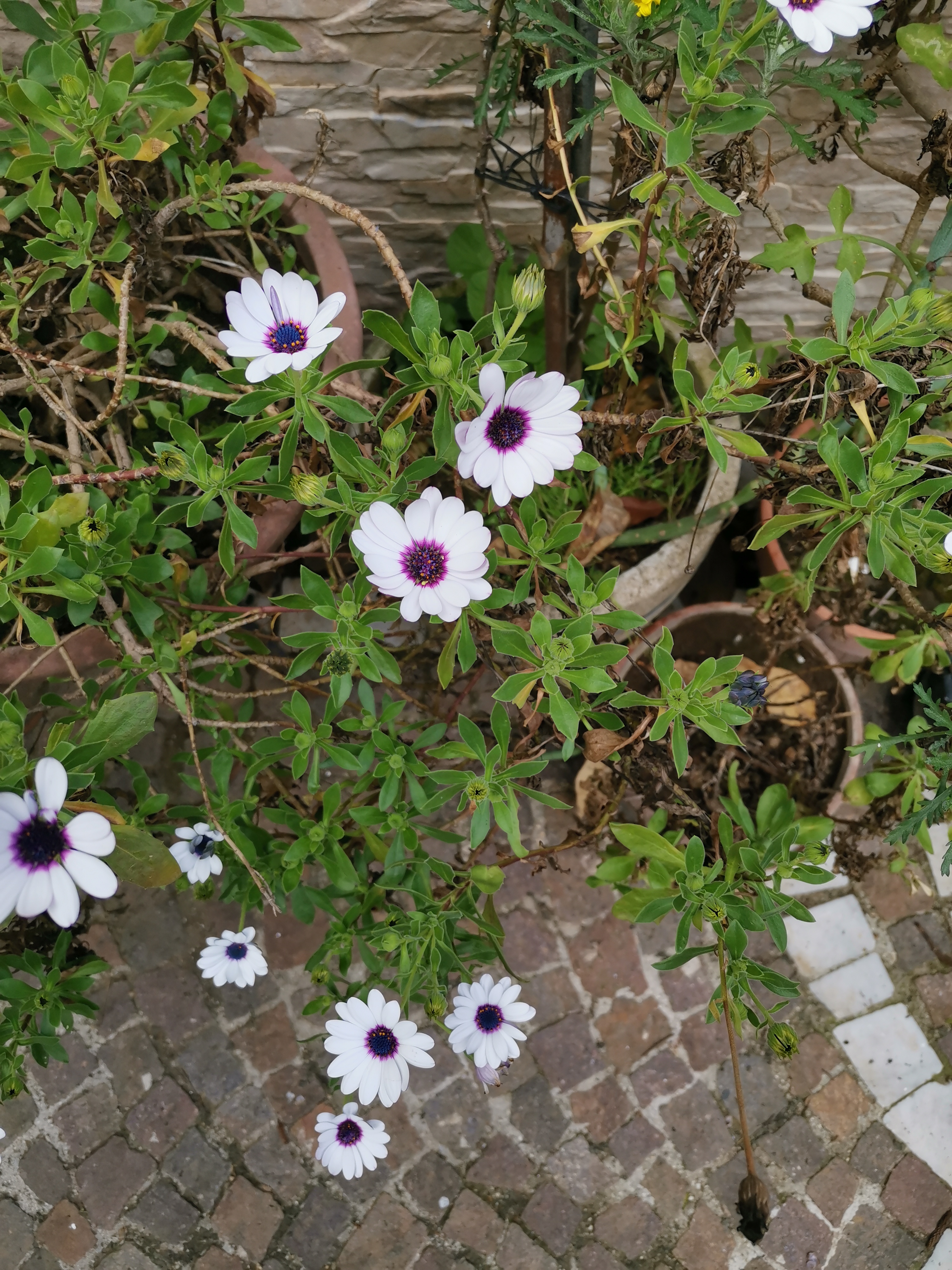 HONOR-9X-Pro-vs-HONOR-20-Scatti-a-confronto