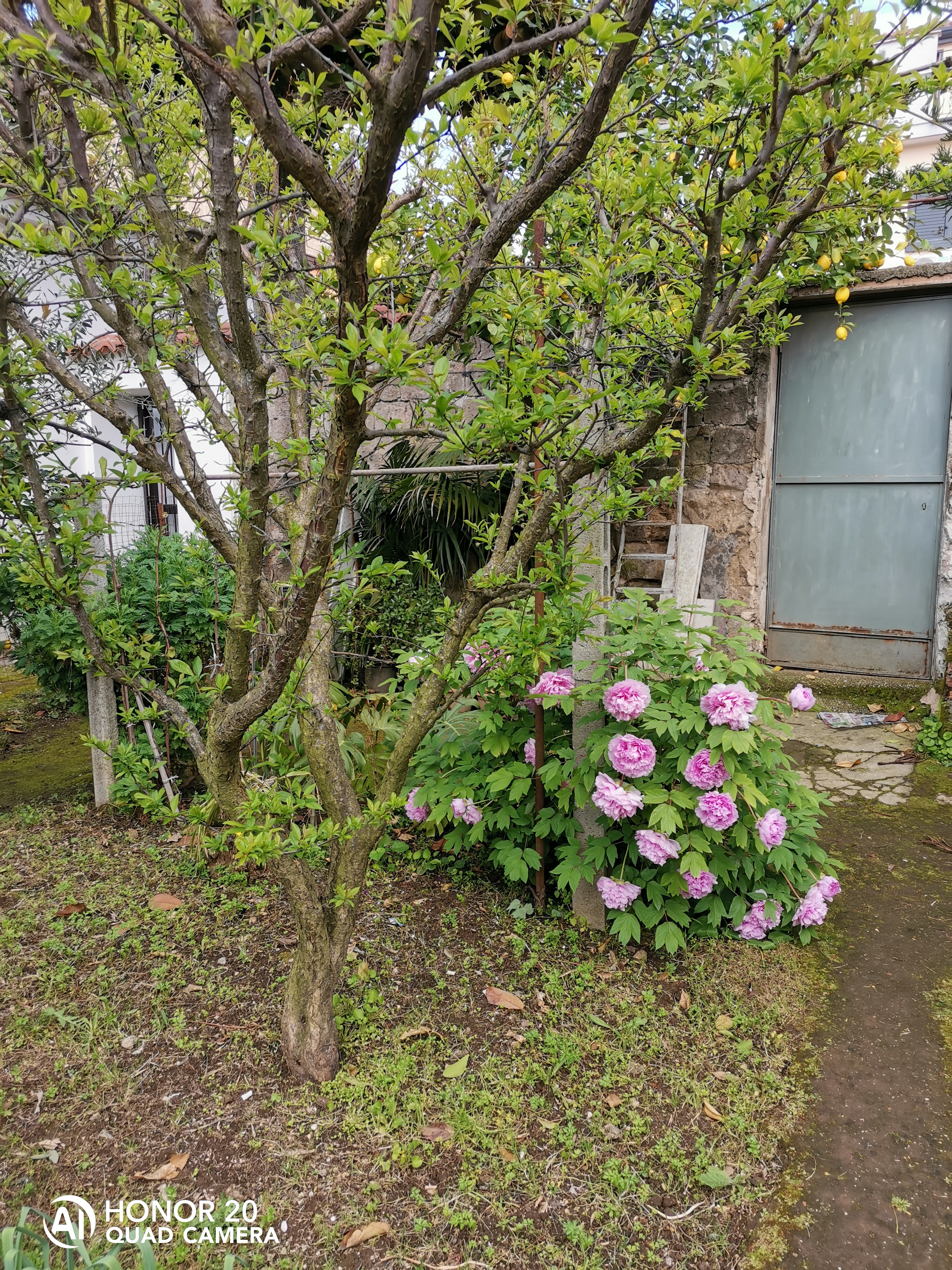 HONOR-9X-Pro-vs-HONOR-20-Scatti-a-confronto