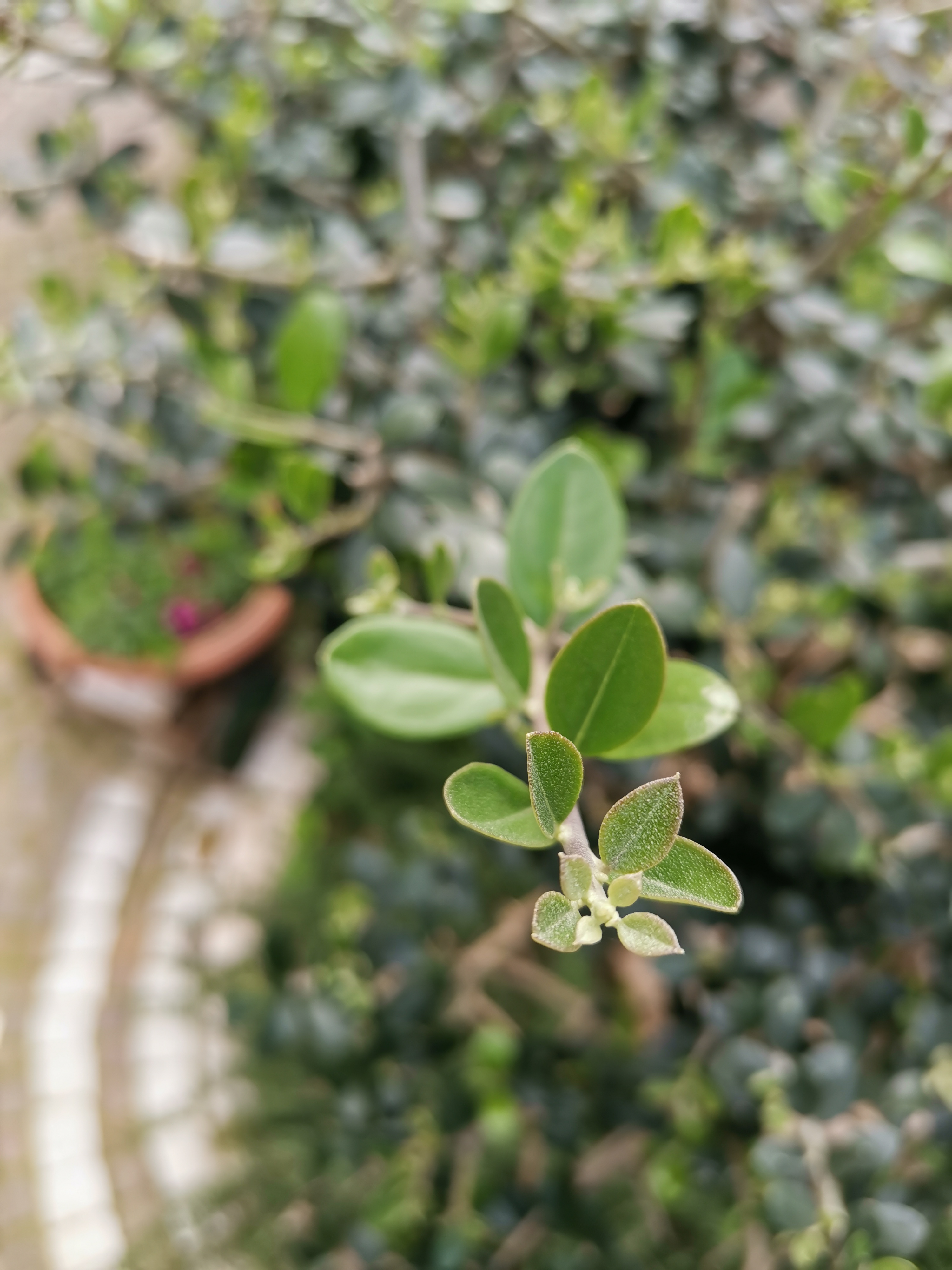 HONOR-9X-Pro-vs-HONOR-20-Scatti-a-confronto