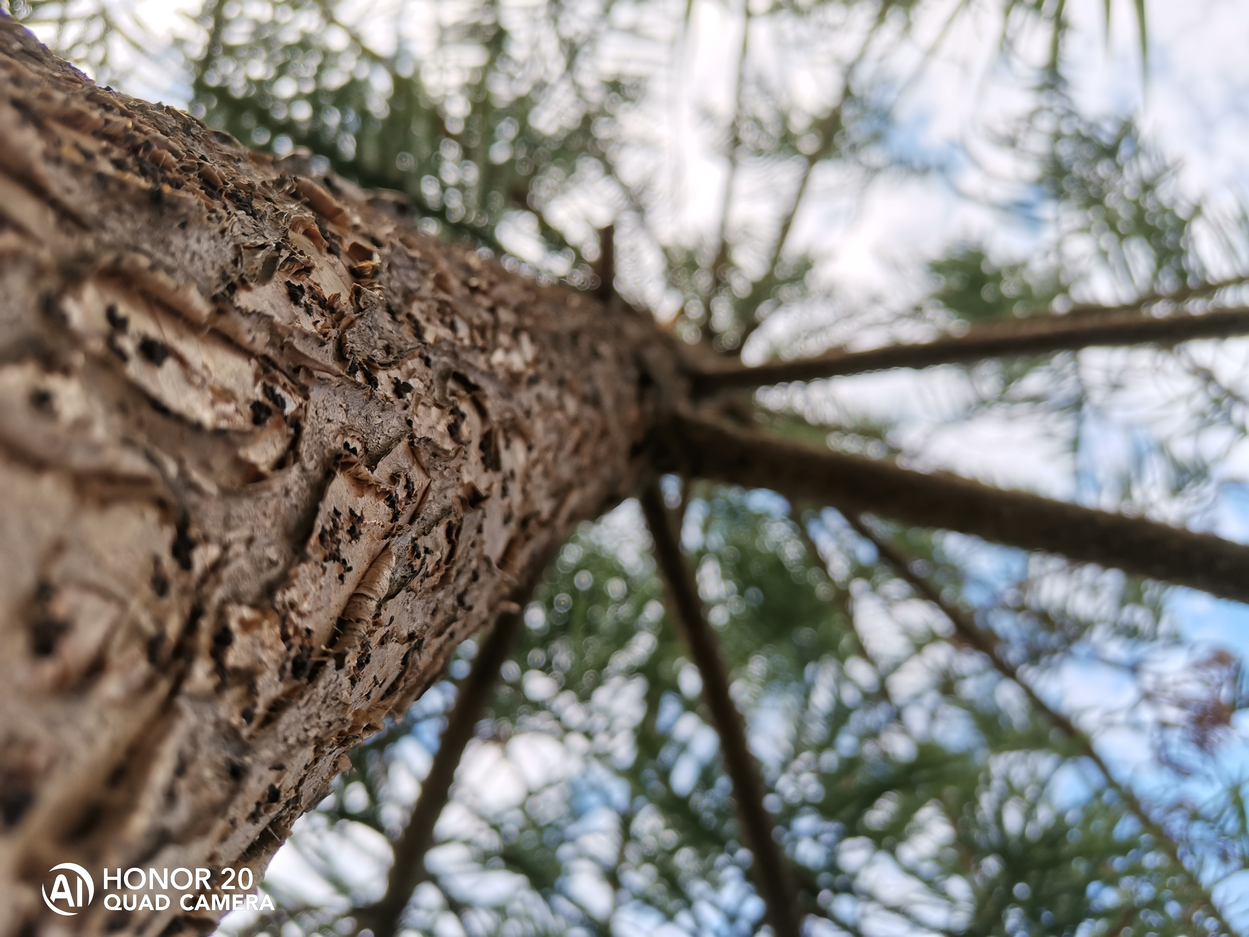 HONOR-9X-Pro-vs-HONOR-20-Scatti-a-confronto