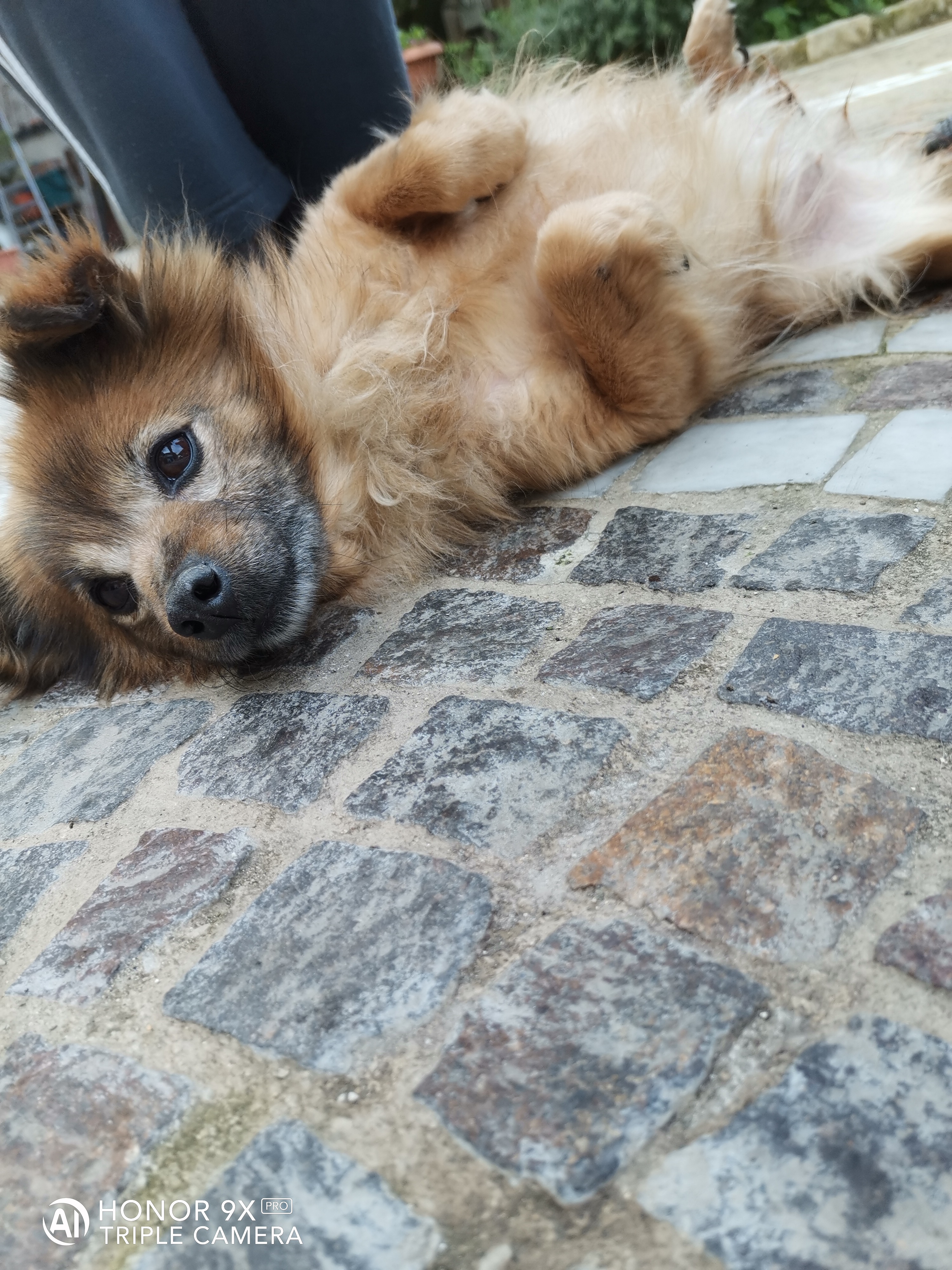 HONOR-9X-Pro-vs-HONOR-20-Scatti-a-confronto