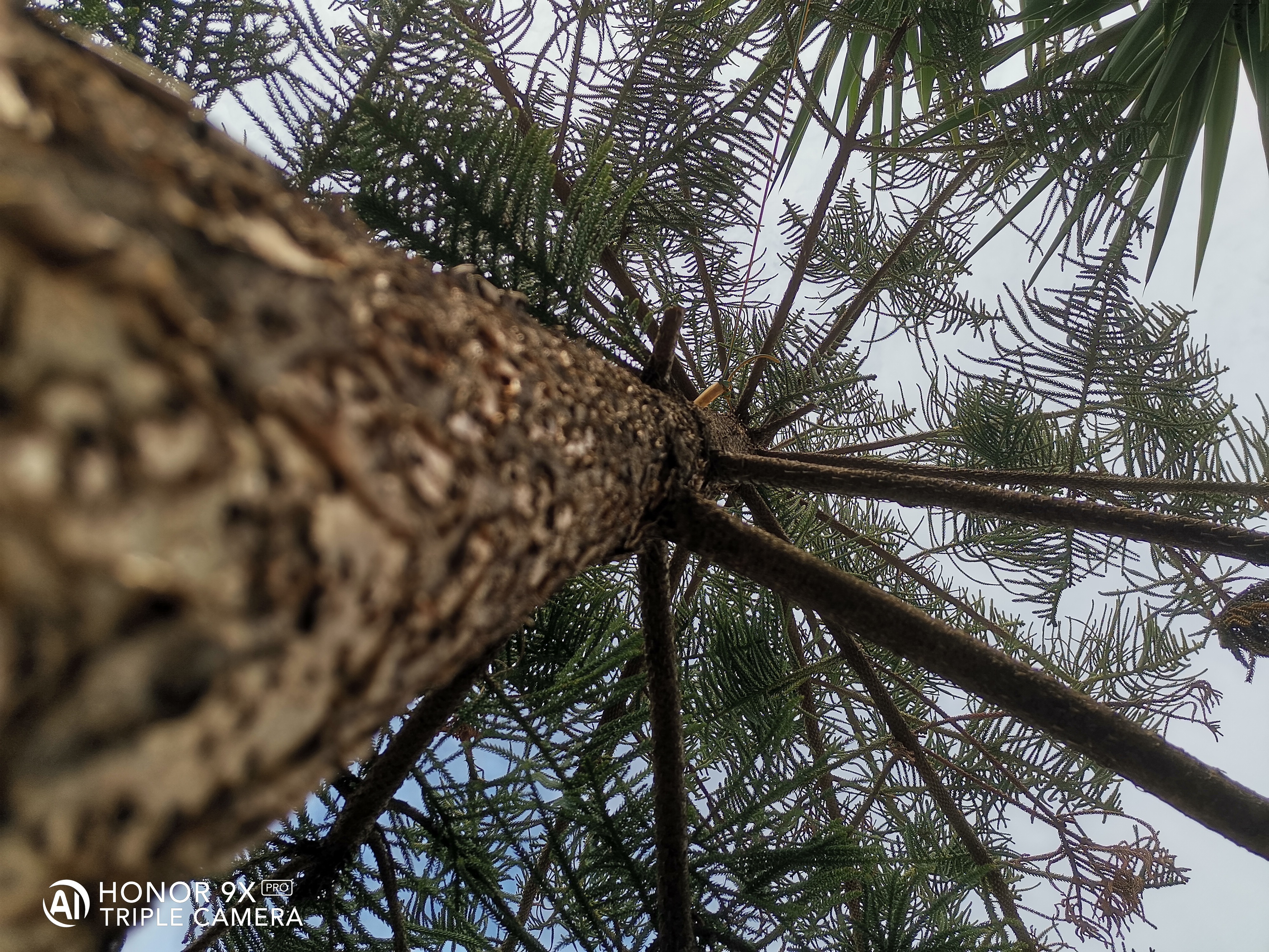 HONOR-9X-Pro-vs-HONOR-20-Scatti-a-confronto