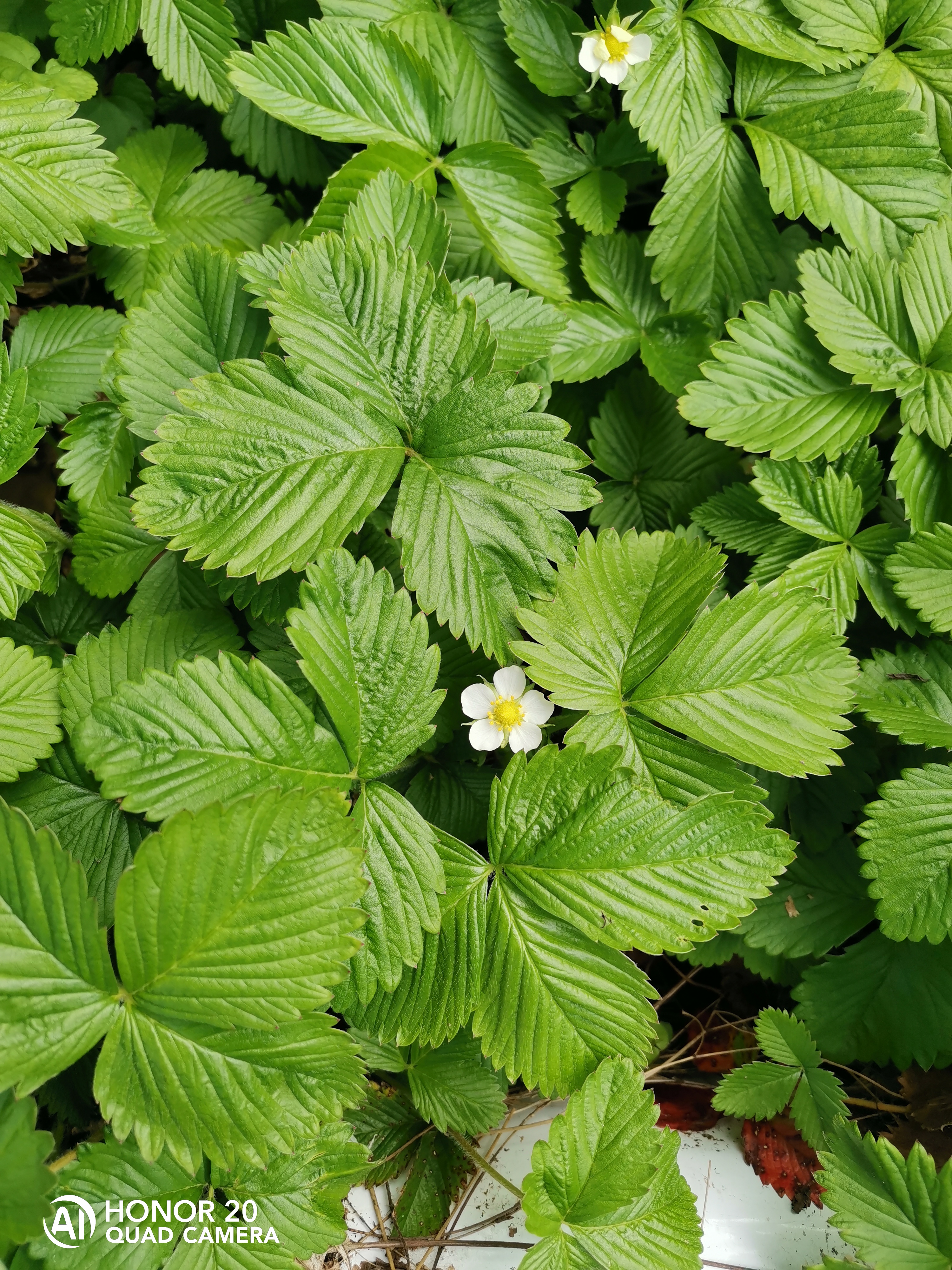 HONOR-9X-Pro-vs-HONOR-20-Scatti-a-confronto