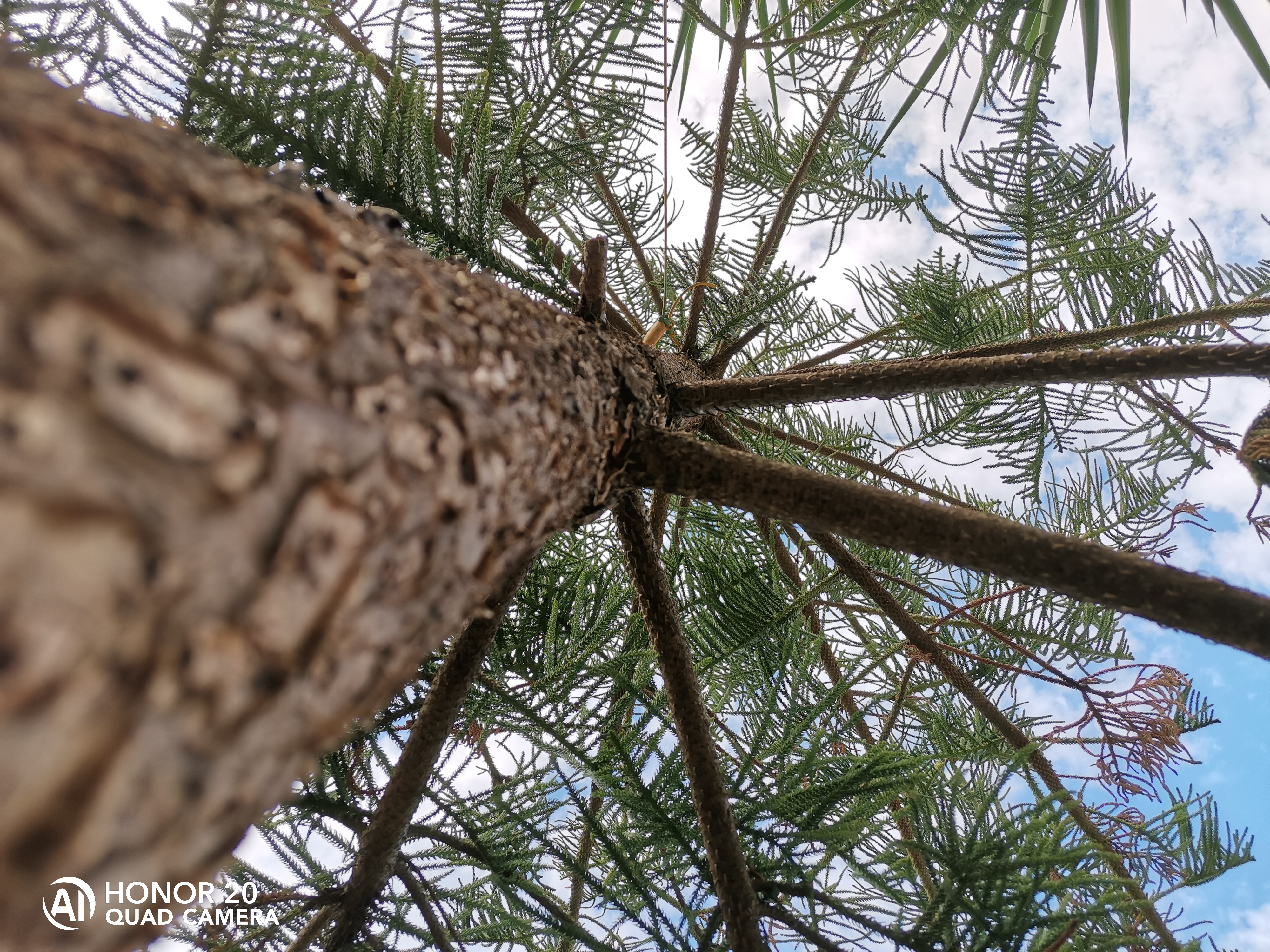 HONOR-9X-Pro-vs-HONOR-20-Scatti-a-confronto