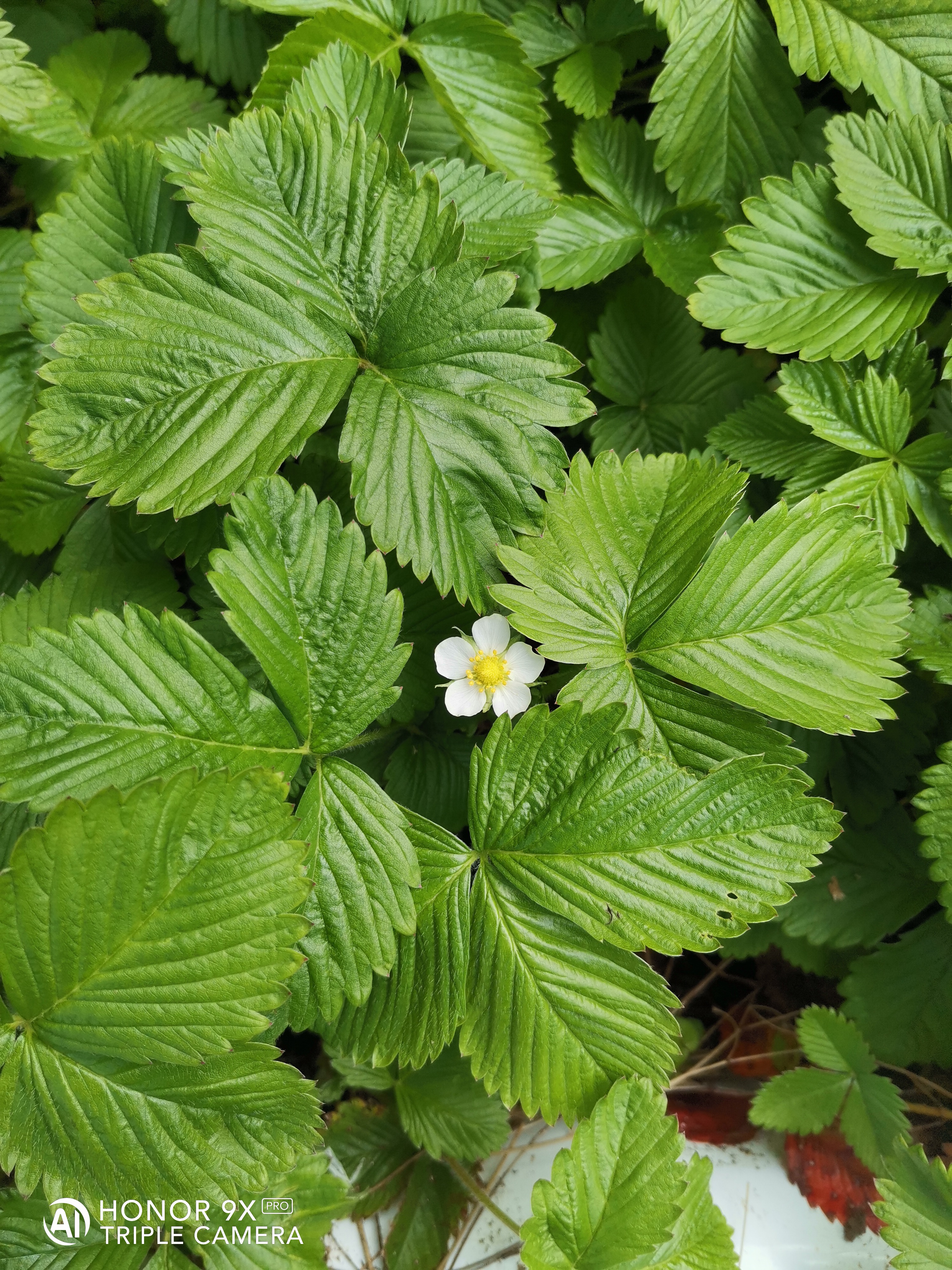 HONOR-9X-Pro-vs-HONOR-20-Scatti-a-confronto