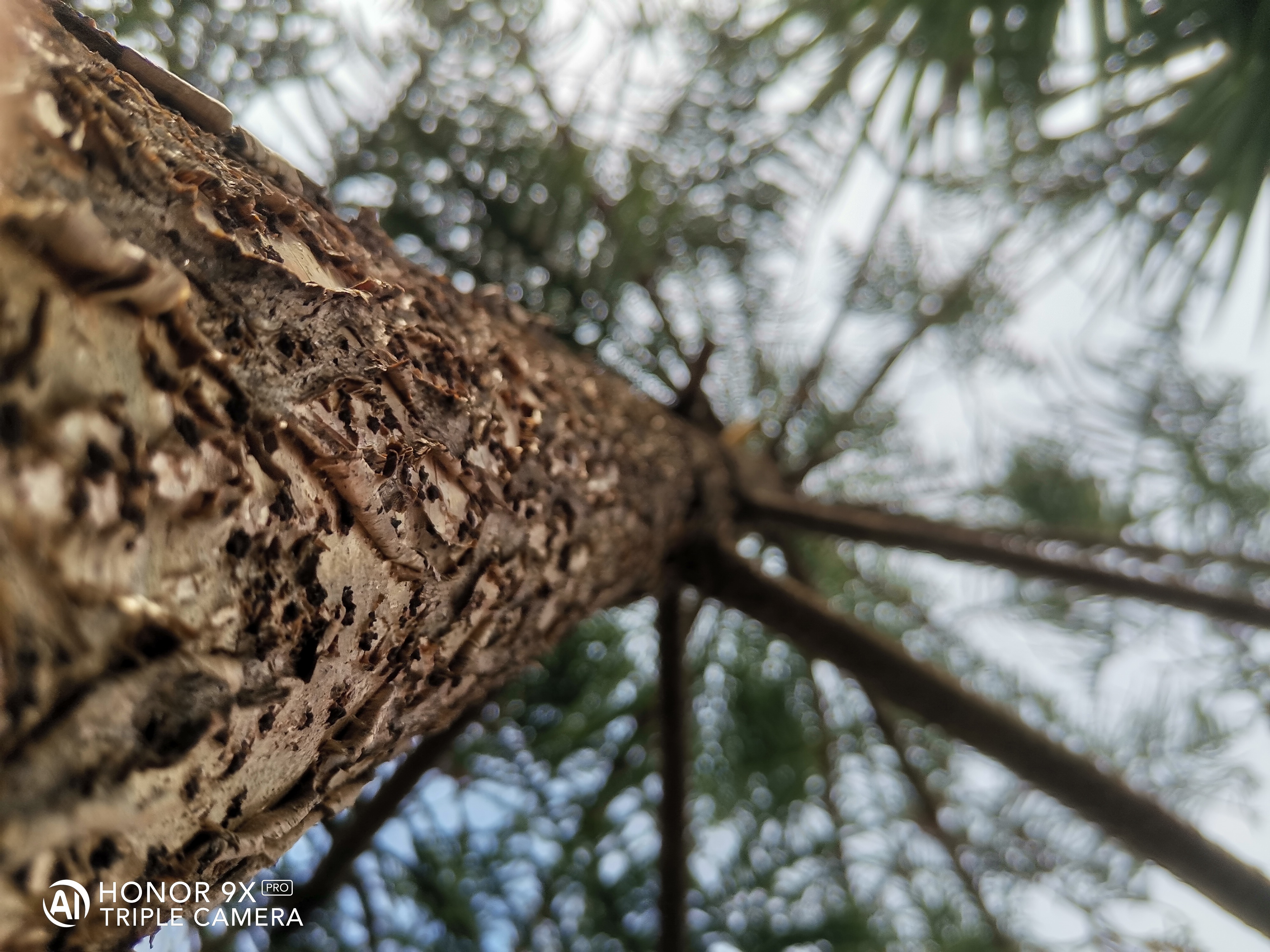 HONOR-9X-Pro-vs-HONOR-20-Scatti-a-confronto