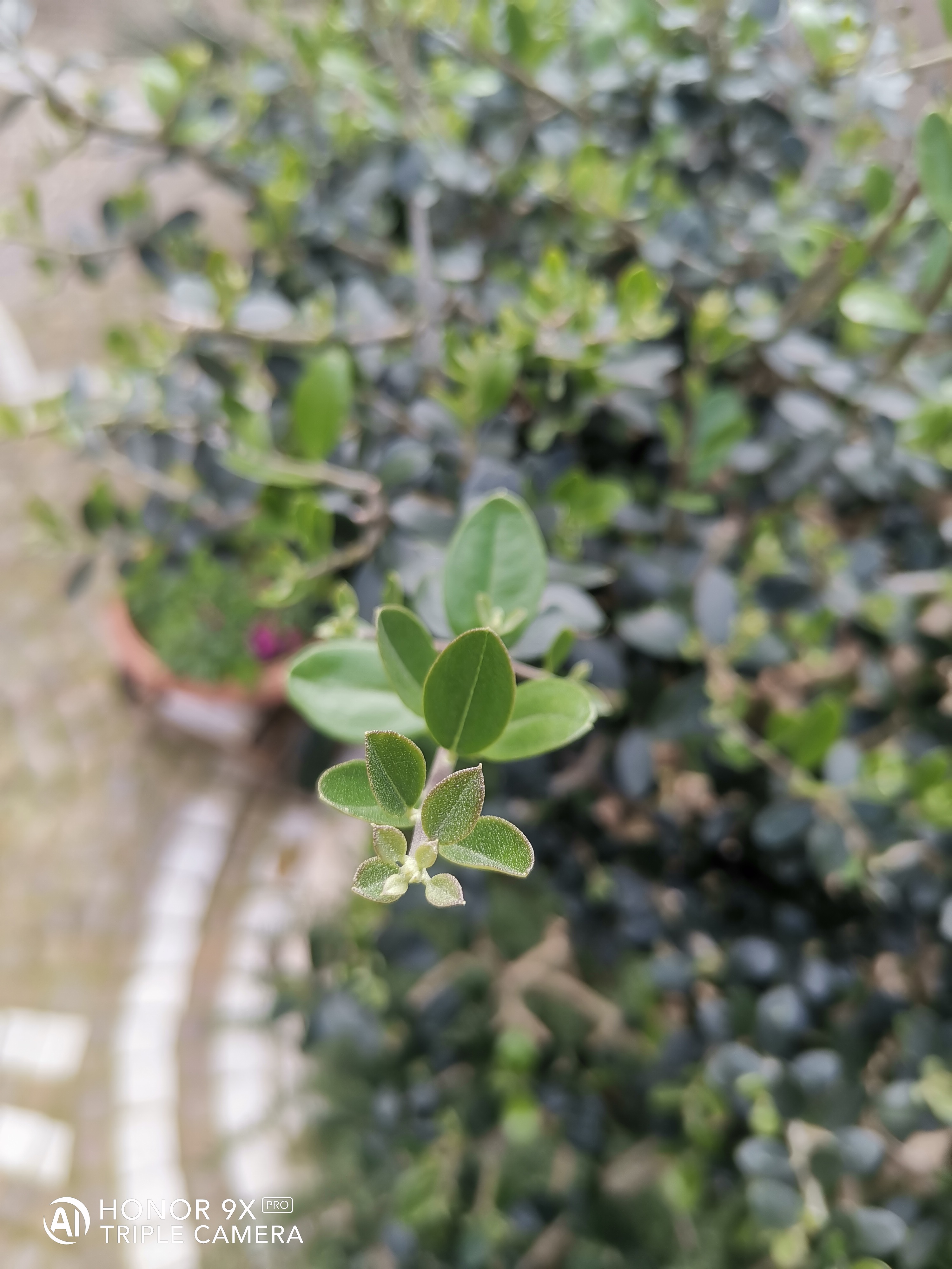 HONOR-9X-Pro-vs-HONOR-20-Scatti-a-confronto