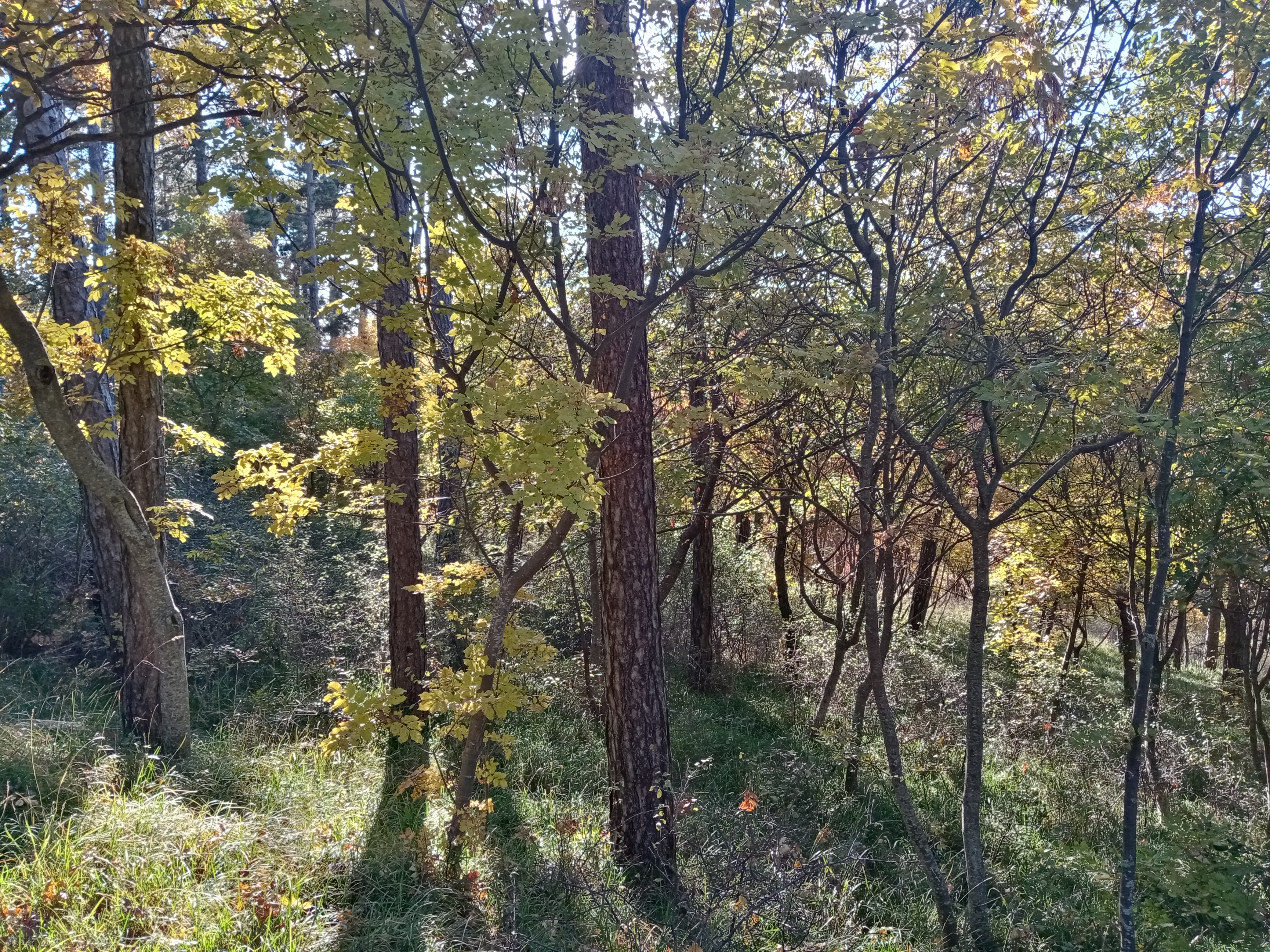 pspan-stylefont-size18pxBuonasera-Honorfans-Questa-sera-non-sarà