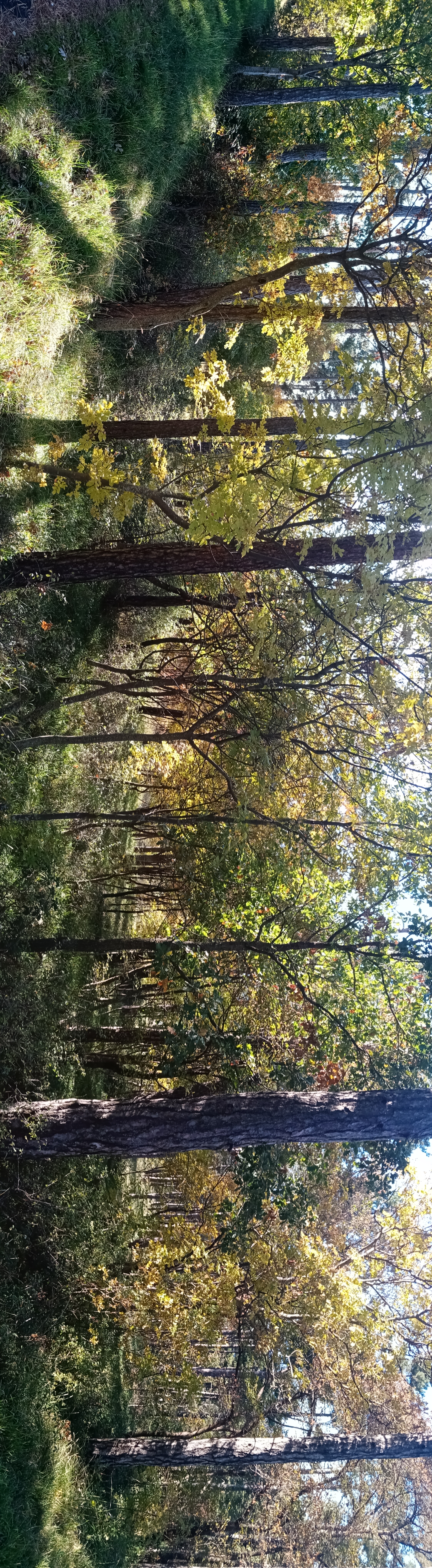 pspan-stylefont-size18pxBuonasera-Honorfans-Questa-sera-non-sarà