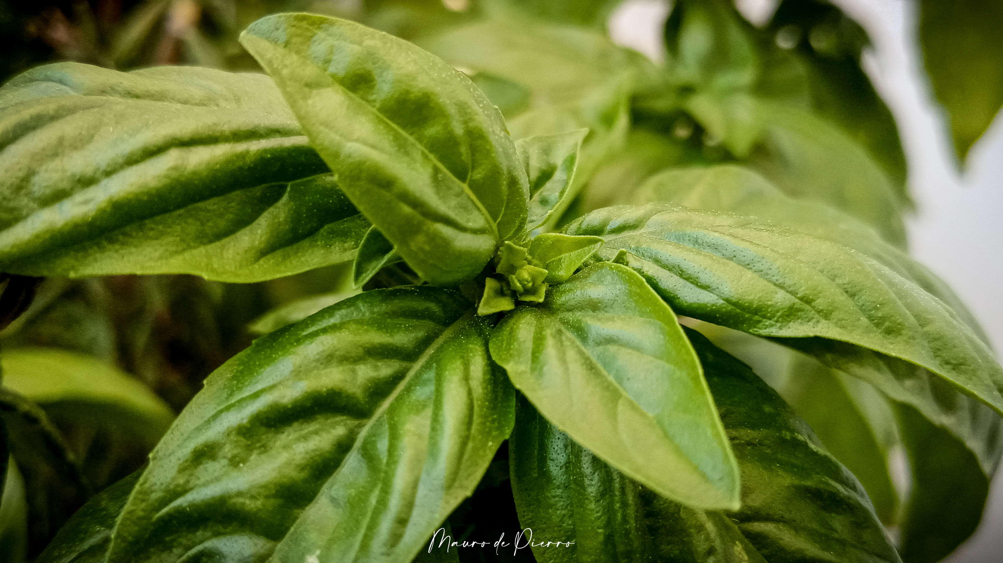 pBuongiorno-strongHONOR-strongemfansemppEccoci-con-un-nuovo-articolo