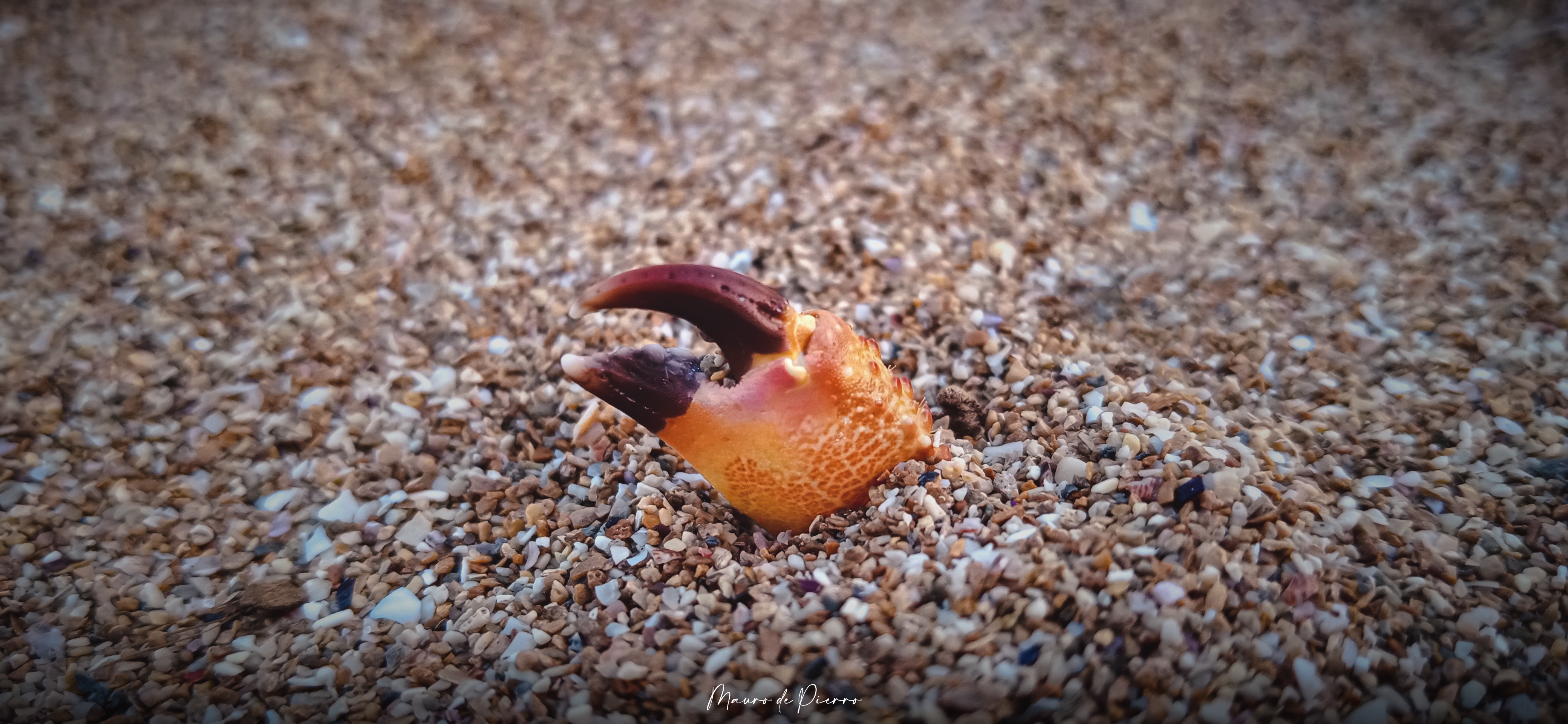 pBuongiorno-strongHONOR-strongemfansemppEccoci-con-un-nuovo-articolo