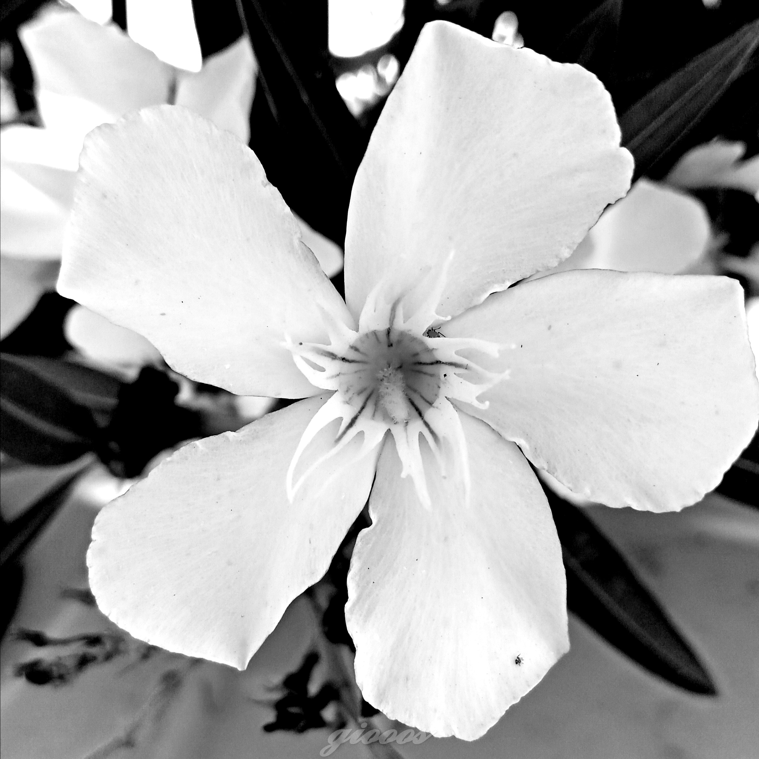 p-stylecolor-rgb51-51-51-letter-spacing-009px-white-space-normalBuon