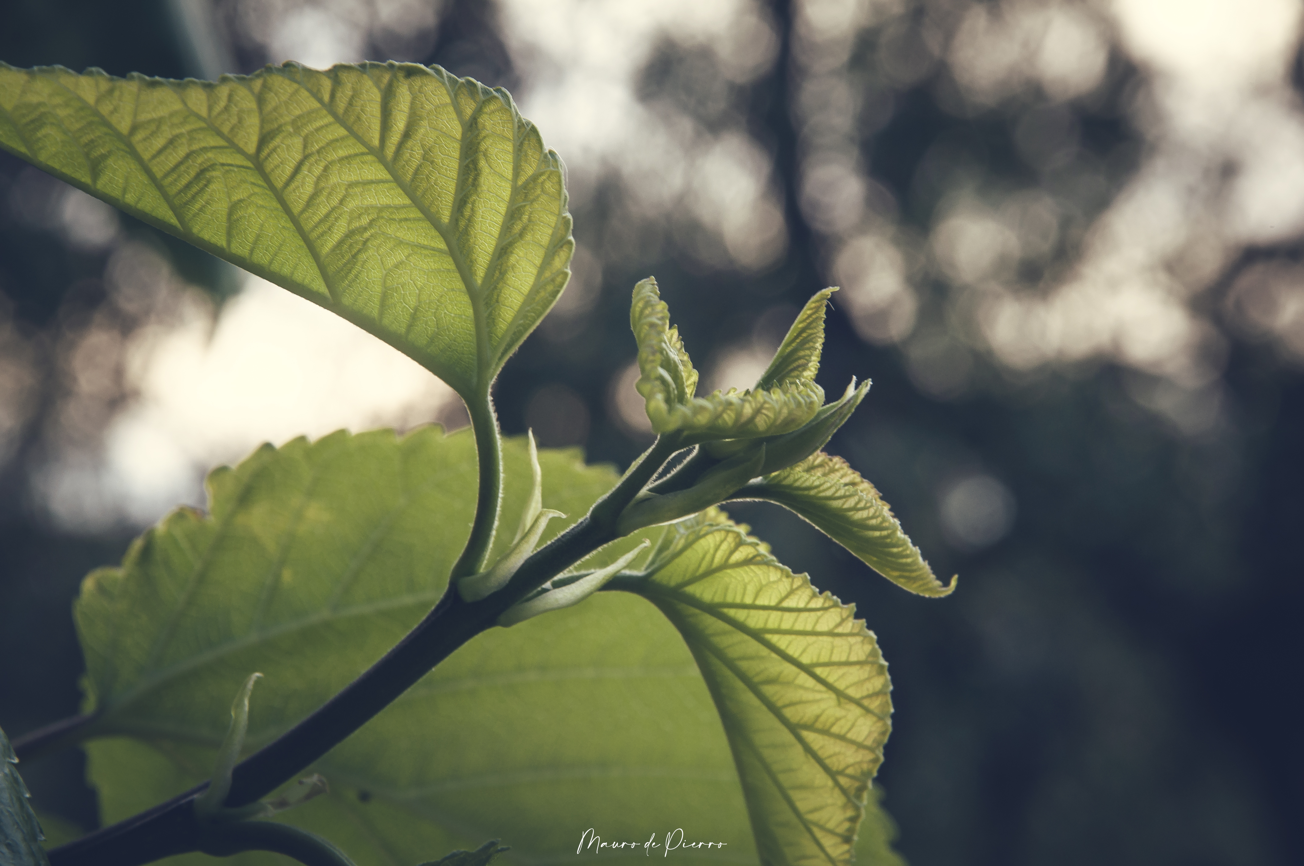 pBuon-pomeriggio-strongHONORstrong-emfansemppeccoci-nuovamente-con-un