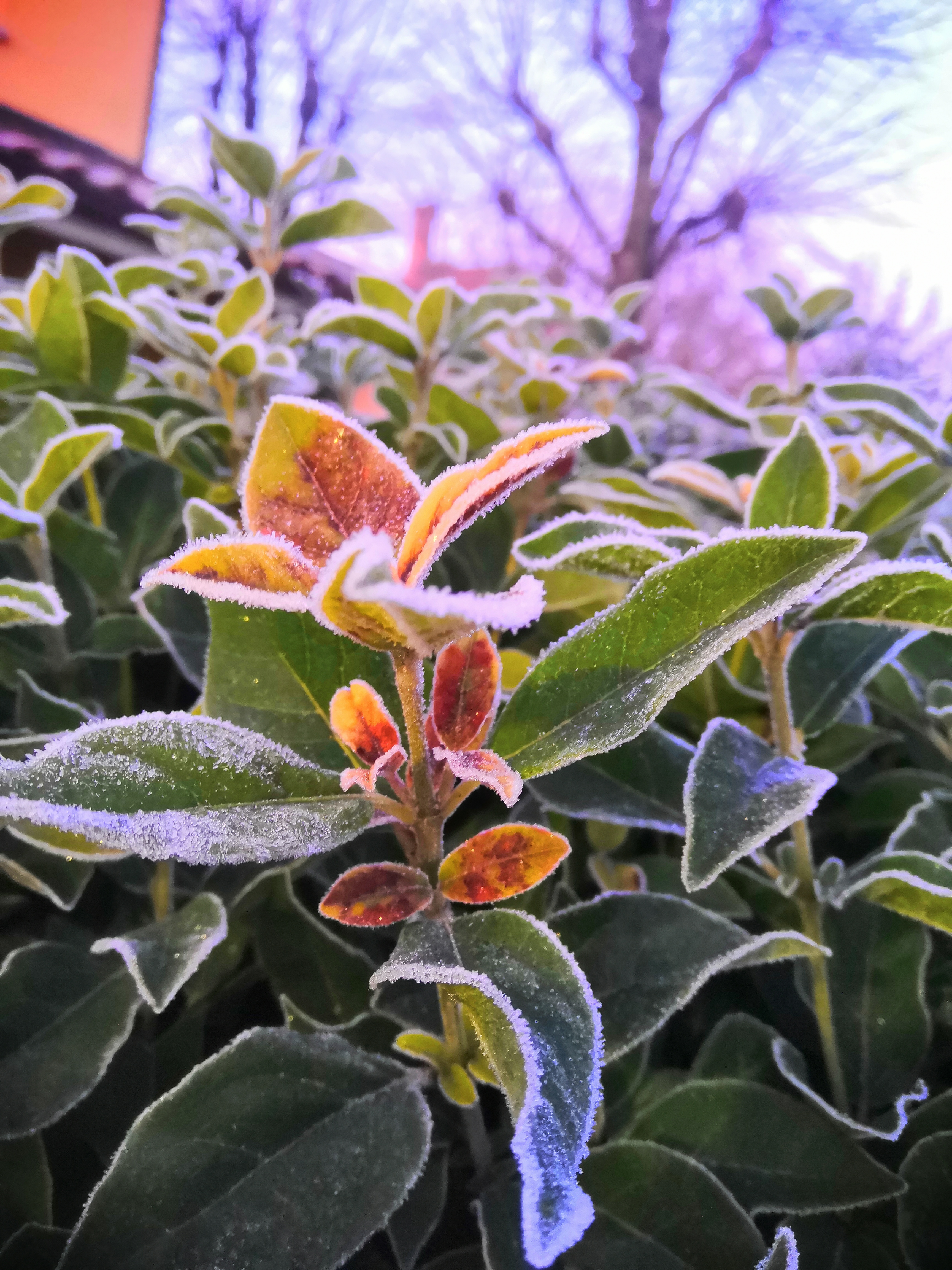 pimg-srchttpsiforum-dechihonorcomitdataimages202112048e6357a-01aa-4091