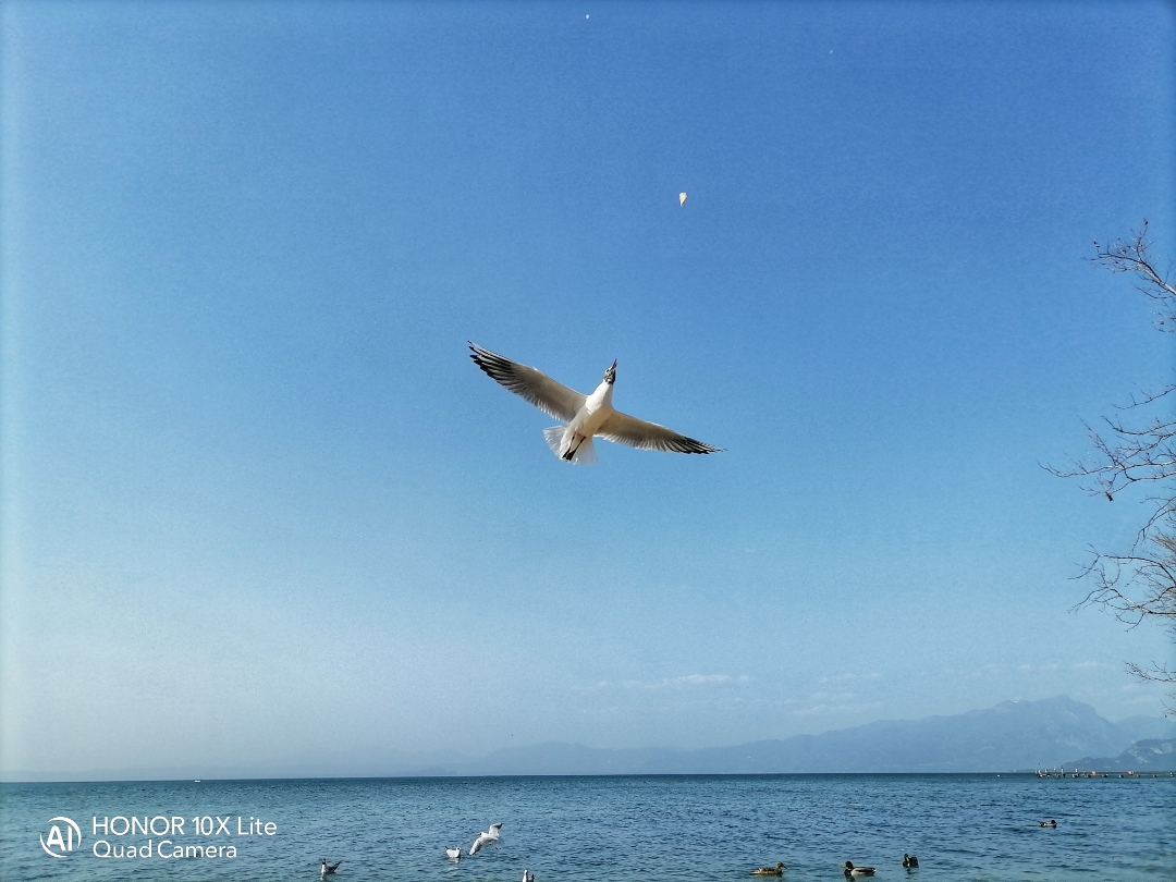 pimg-srchttpsiforum-dechihonorcomitdataimages202122763f23bc2-1ca8-4e2a